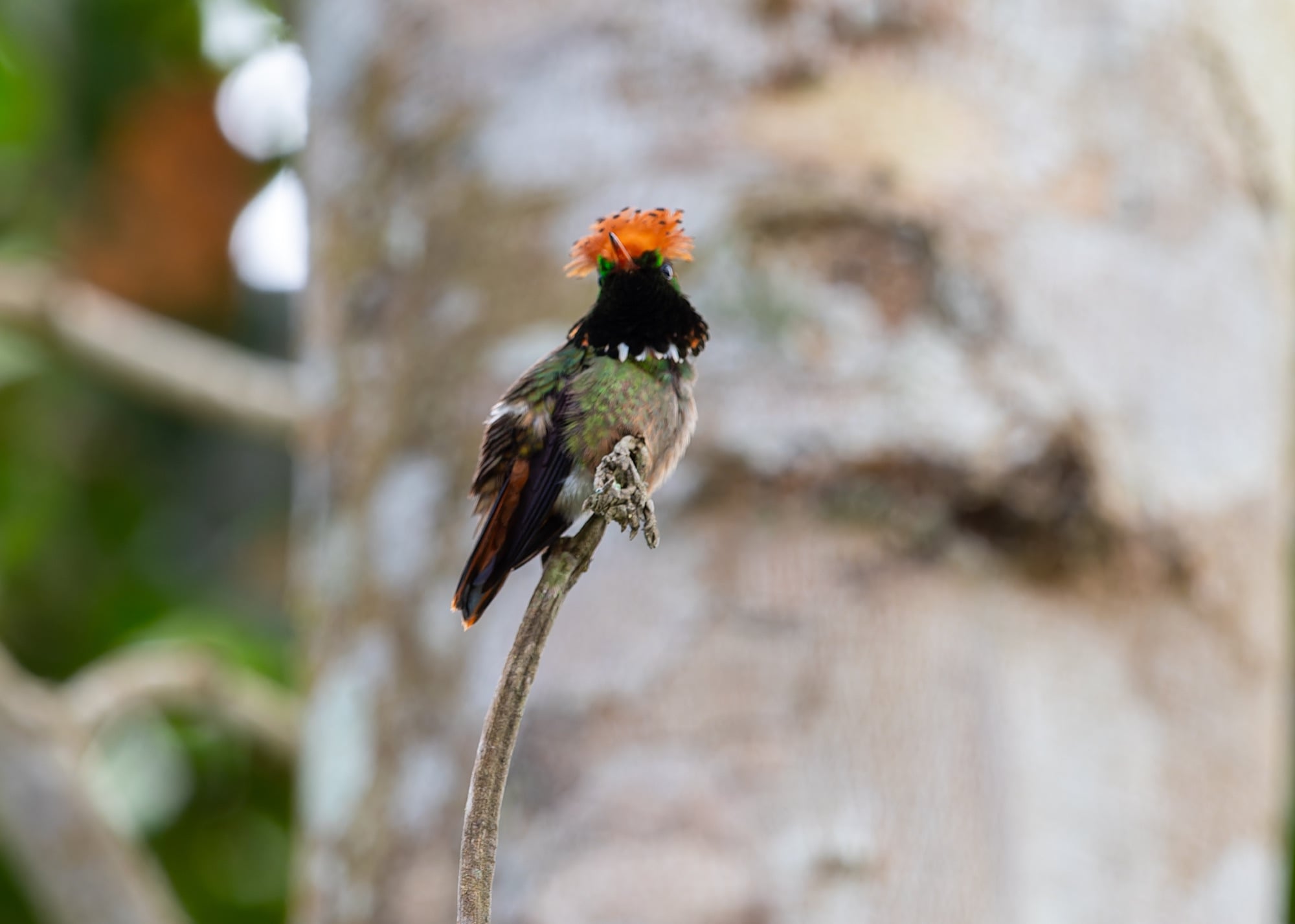 spangled coquette