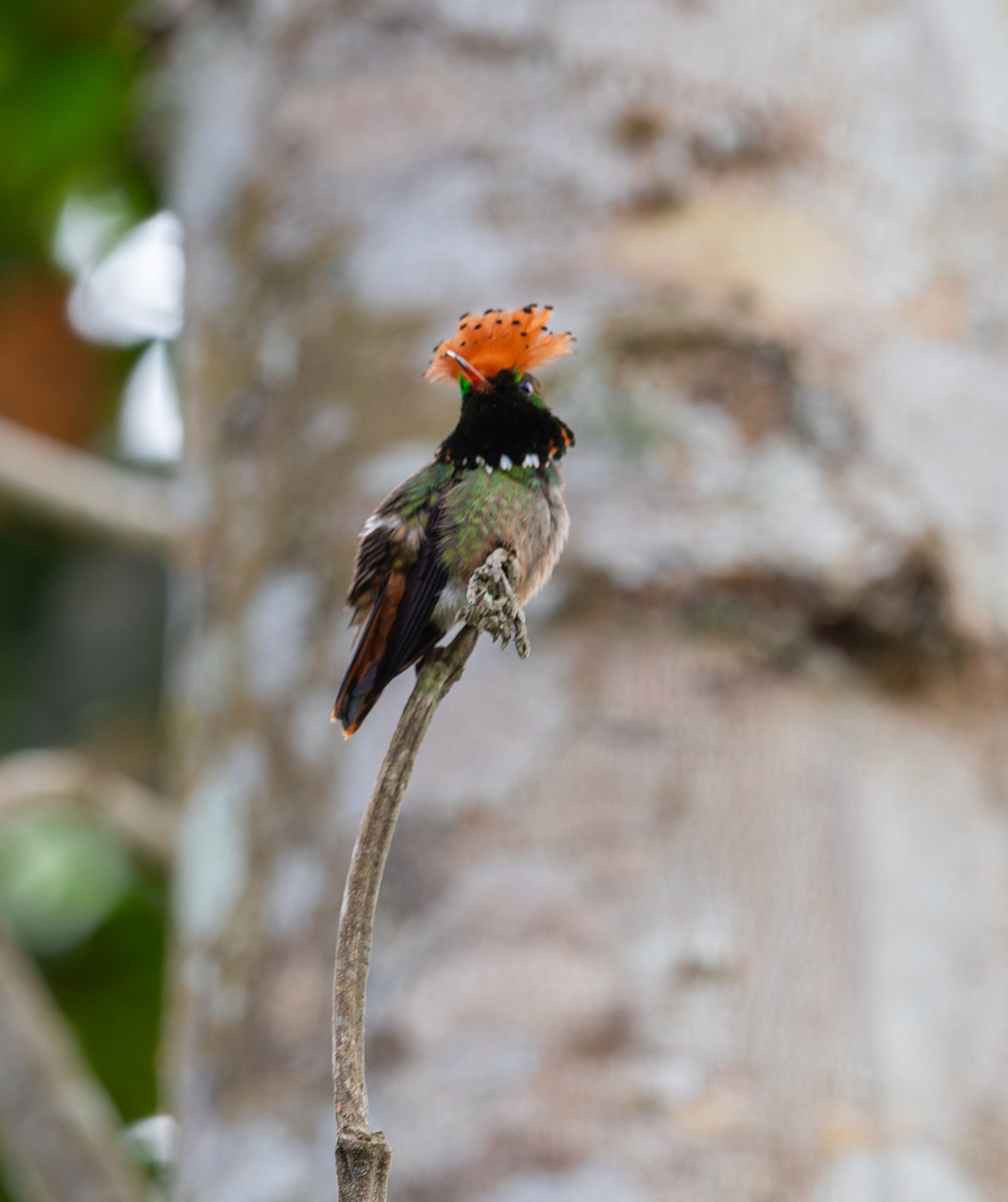 Spangled Coquette