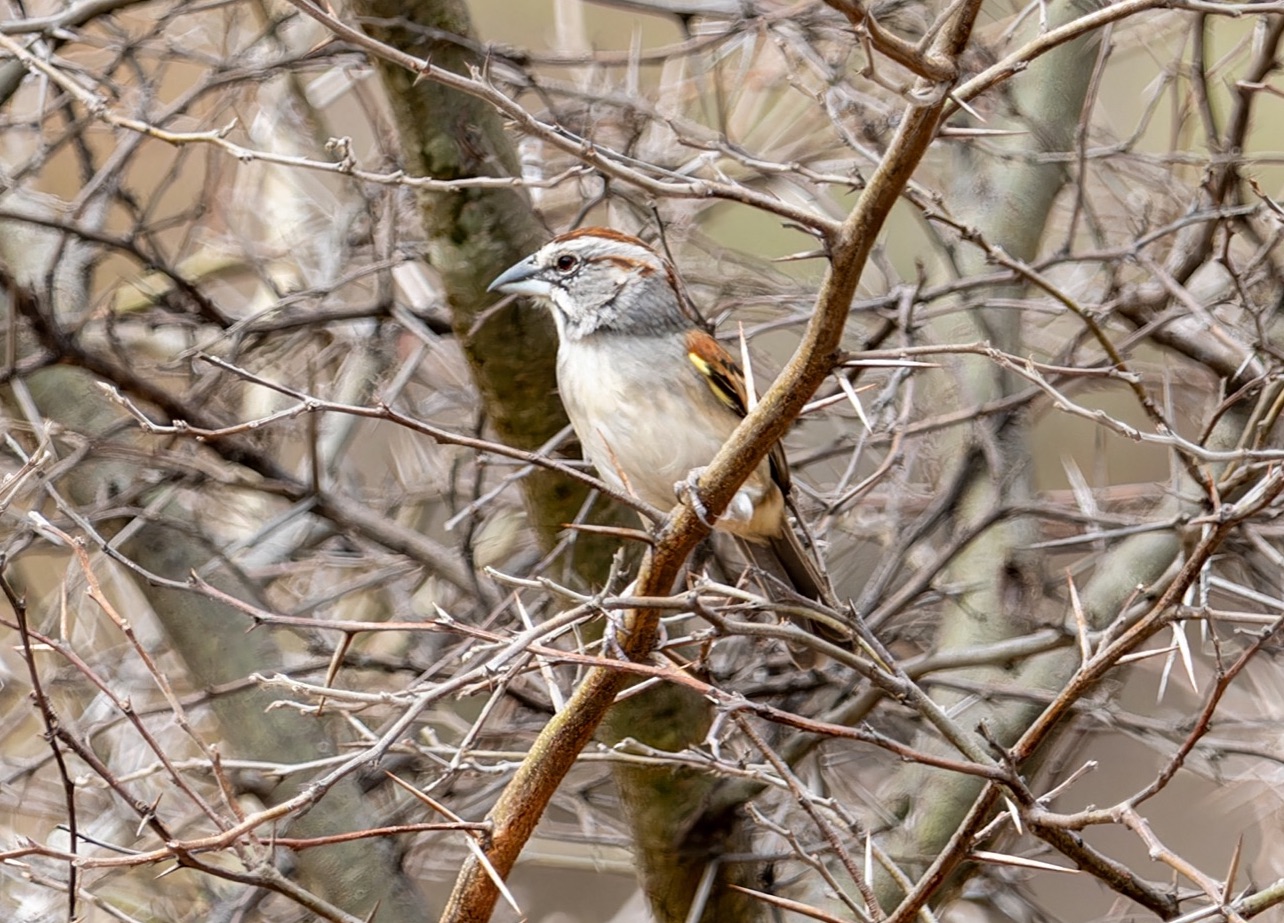 Tumbes Sparrow