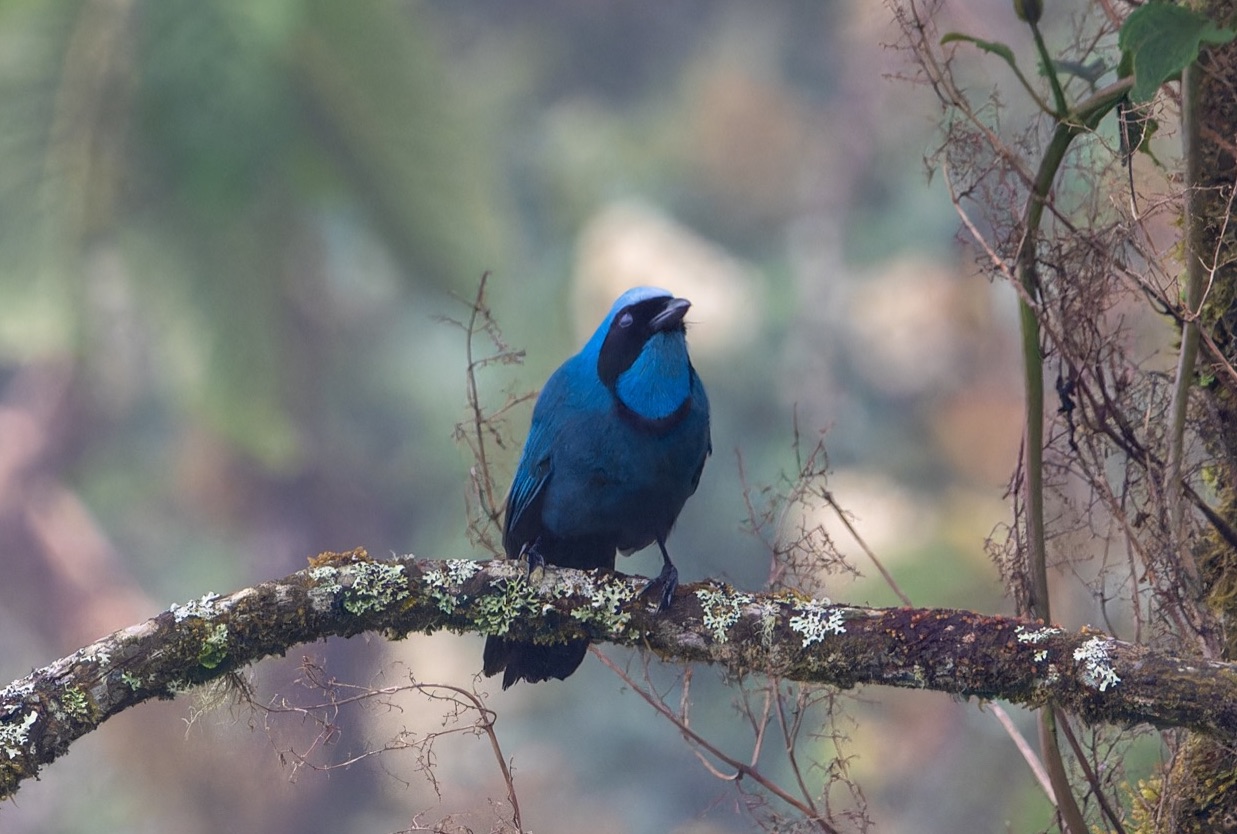 Turquoise Jay