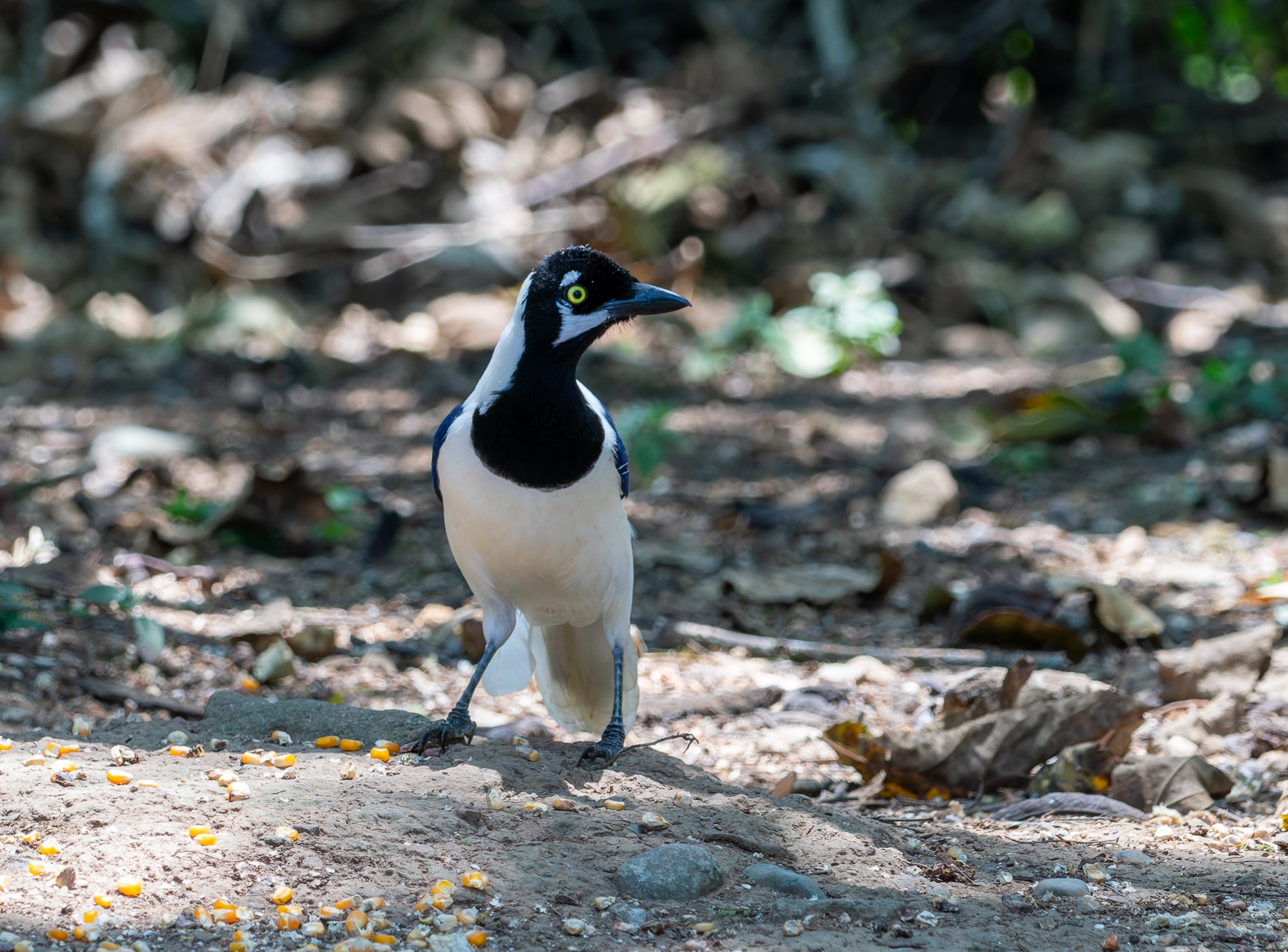 White-tailed Jay