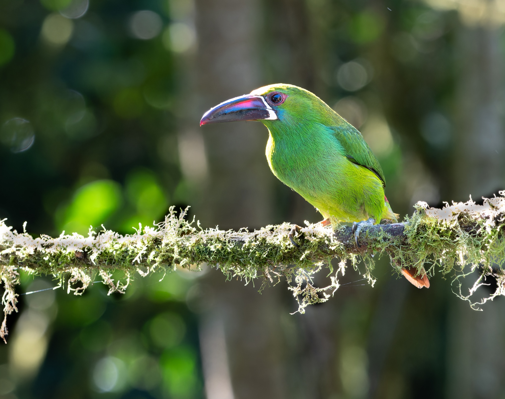 crimson-rumped toucanet