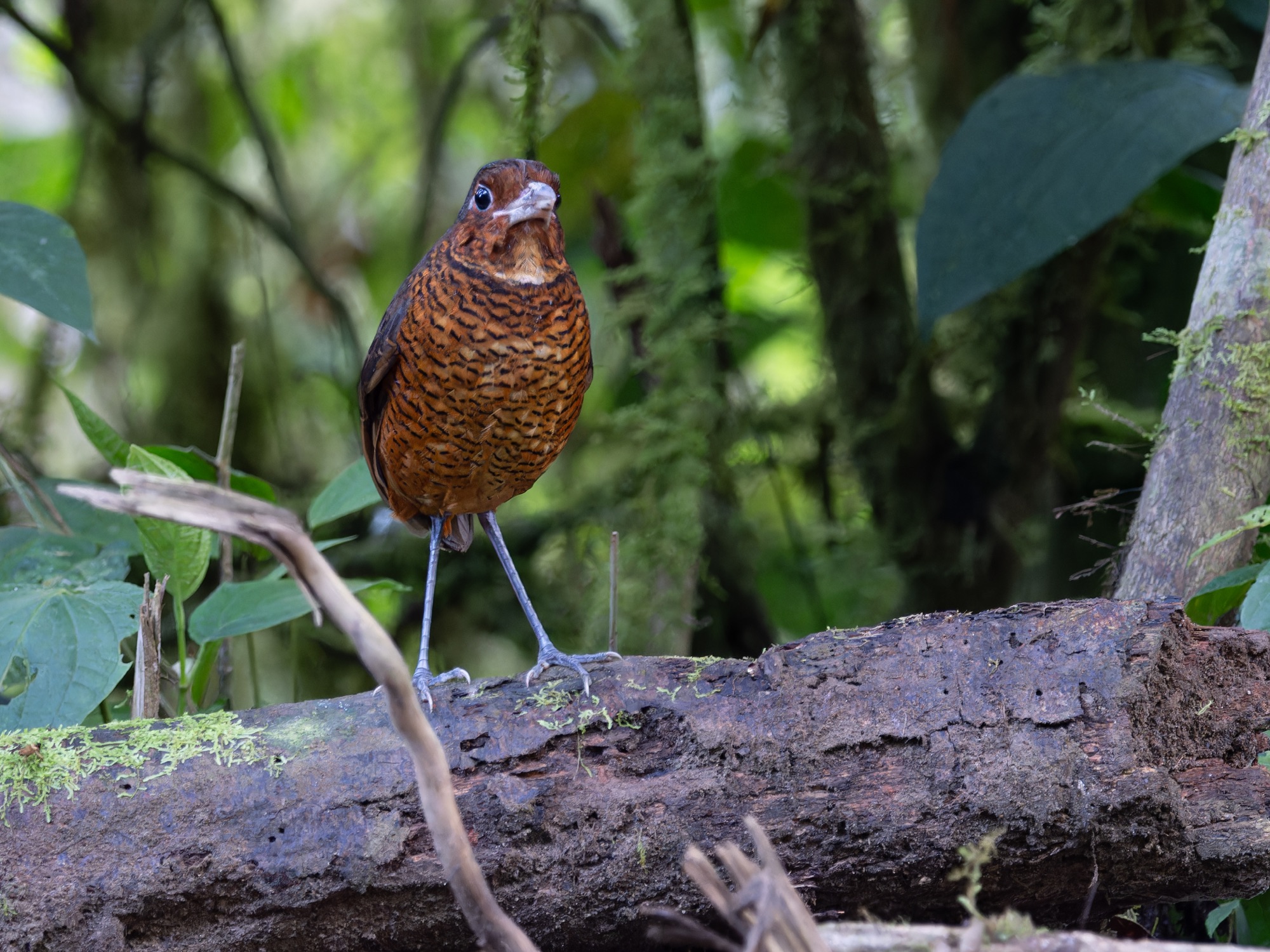 giant antpitta