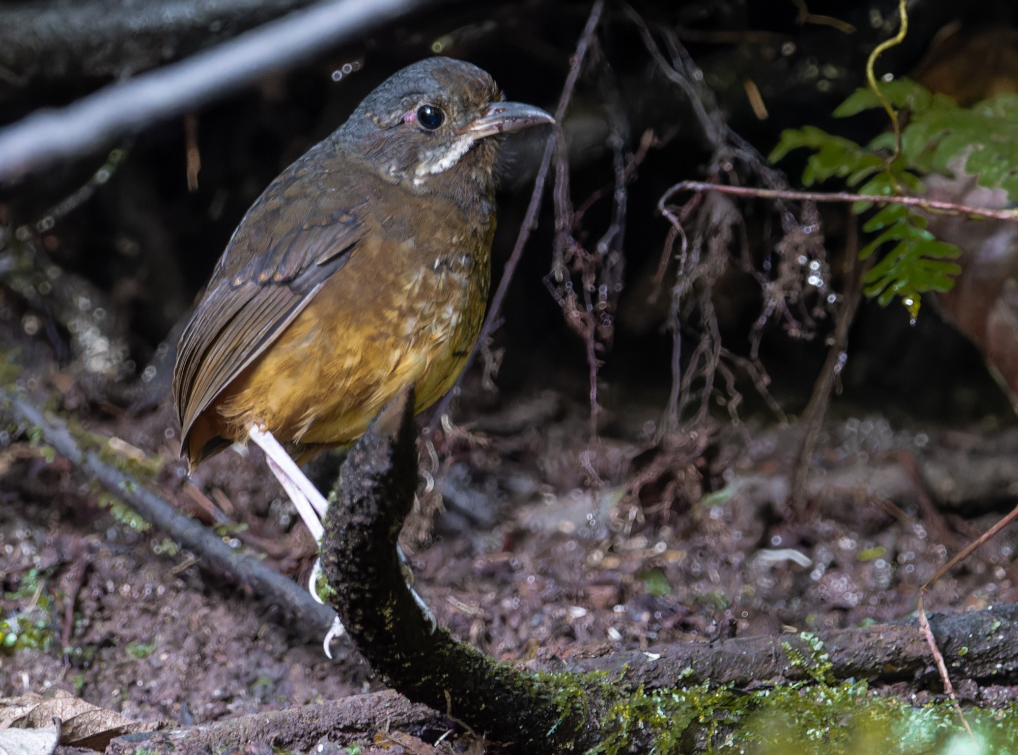 Moustached antpitta