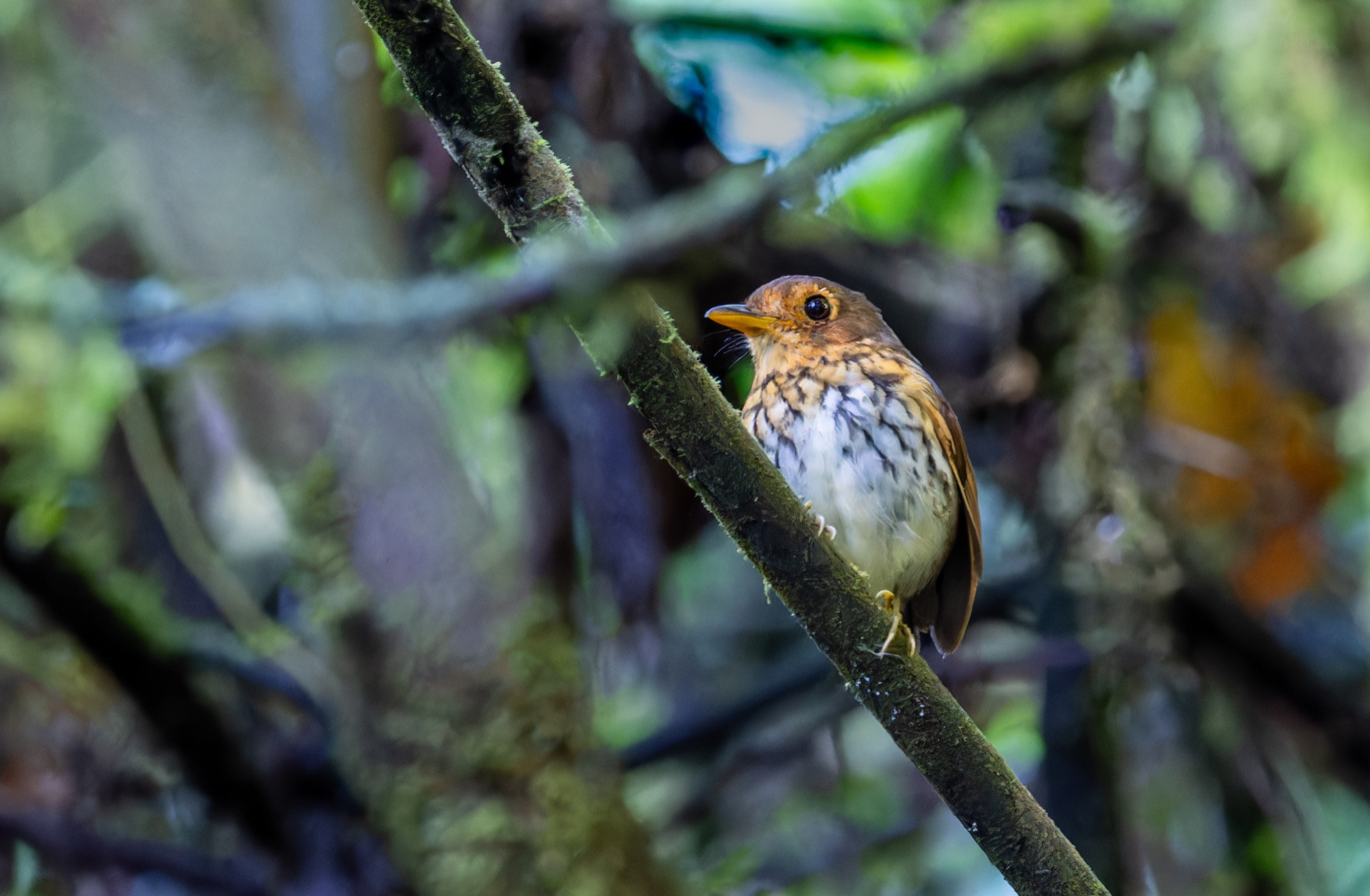 Ochre-breasted Antpitta