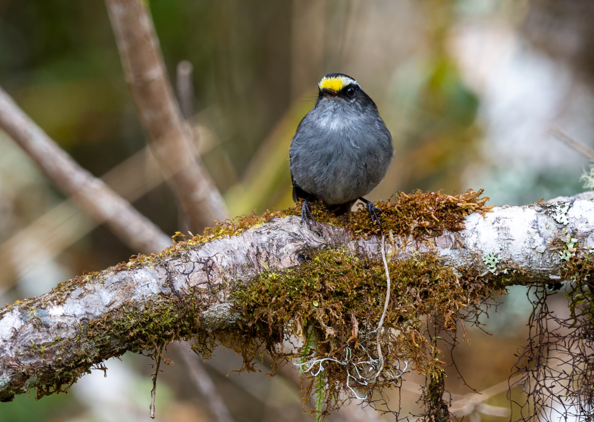 CROWNED CHAT-TYRANT