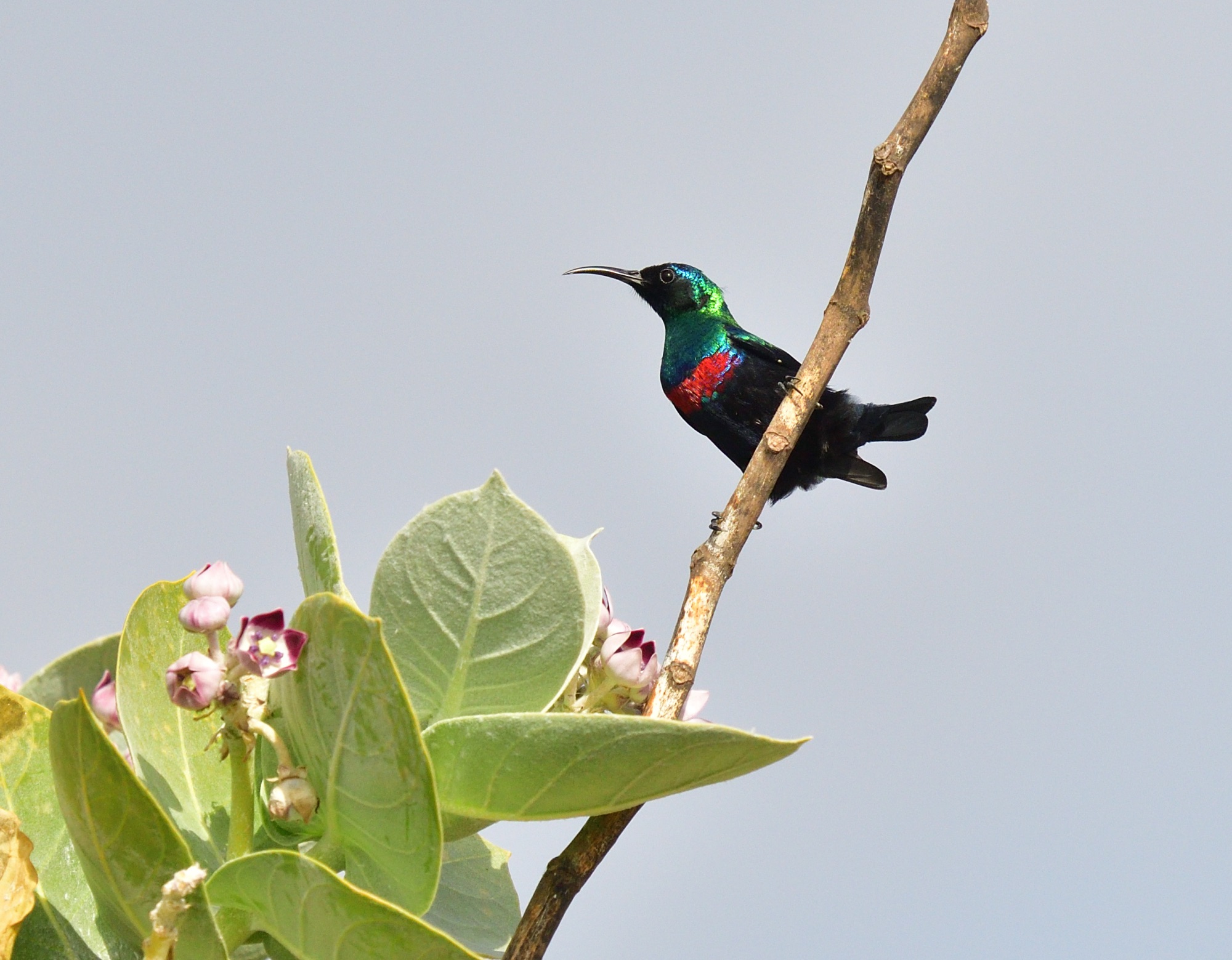 Arabian Sunbird