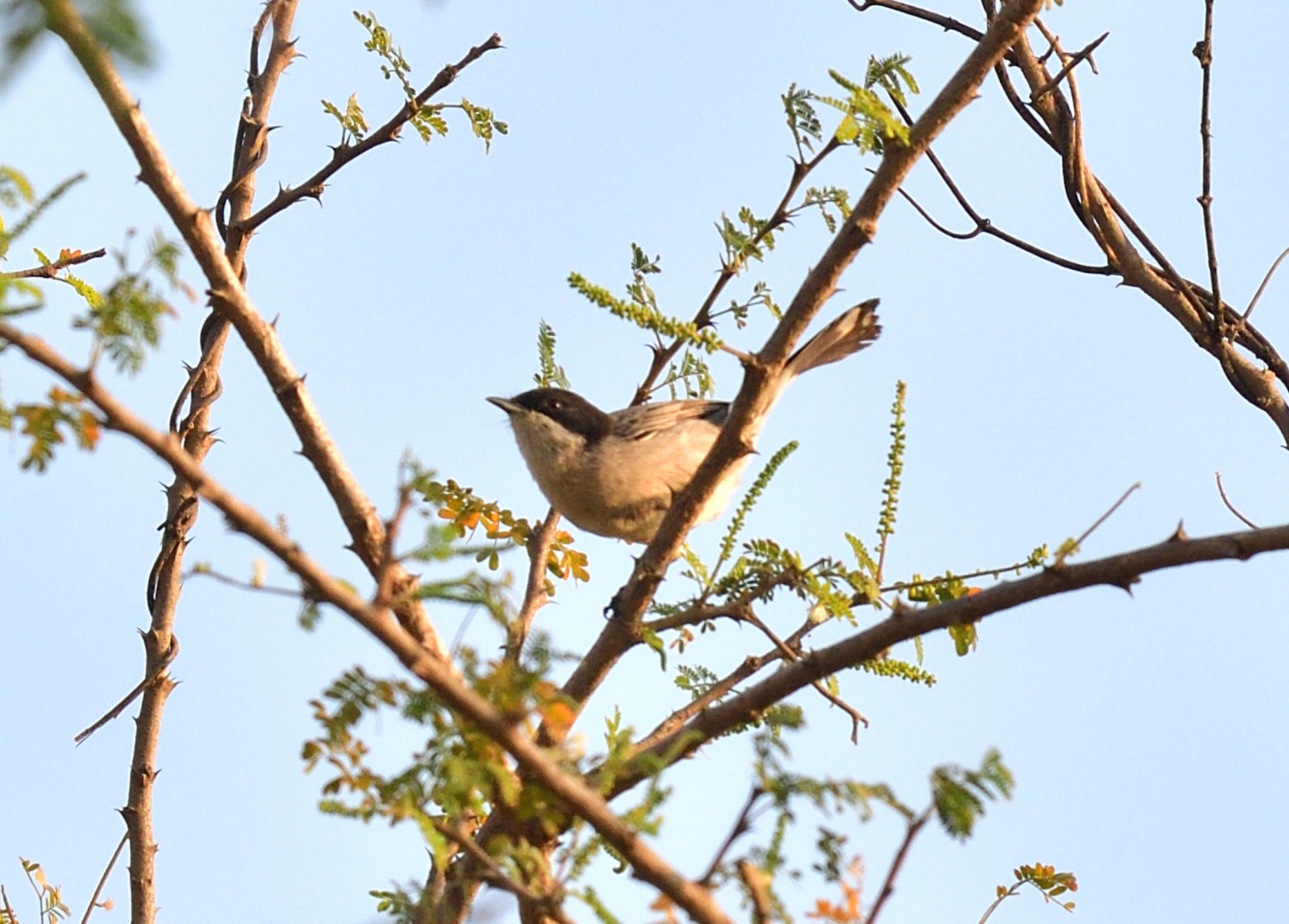 arabian warbler