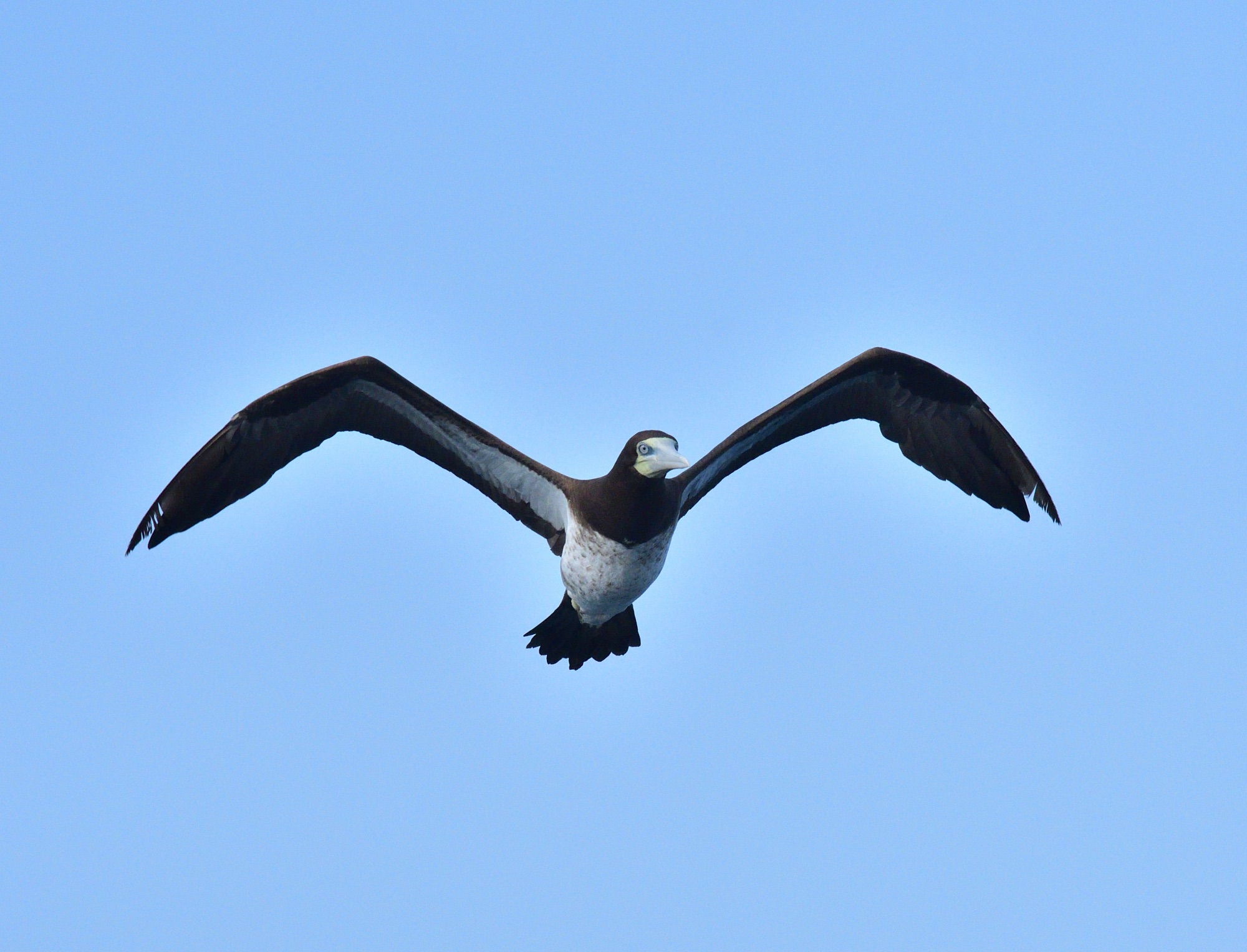 brown booby