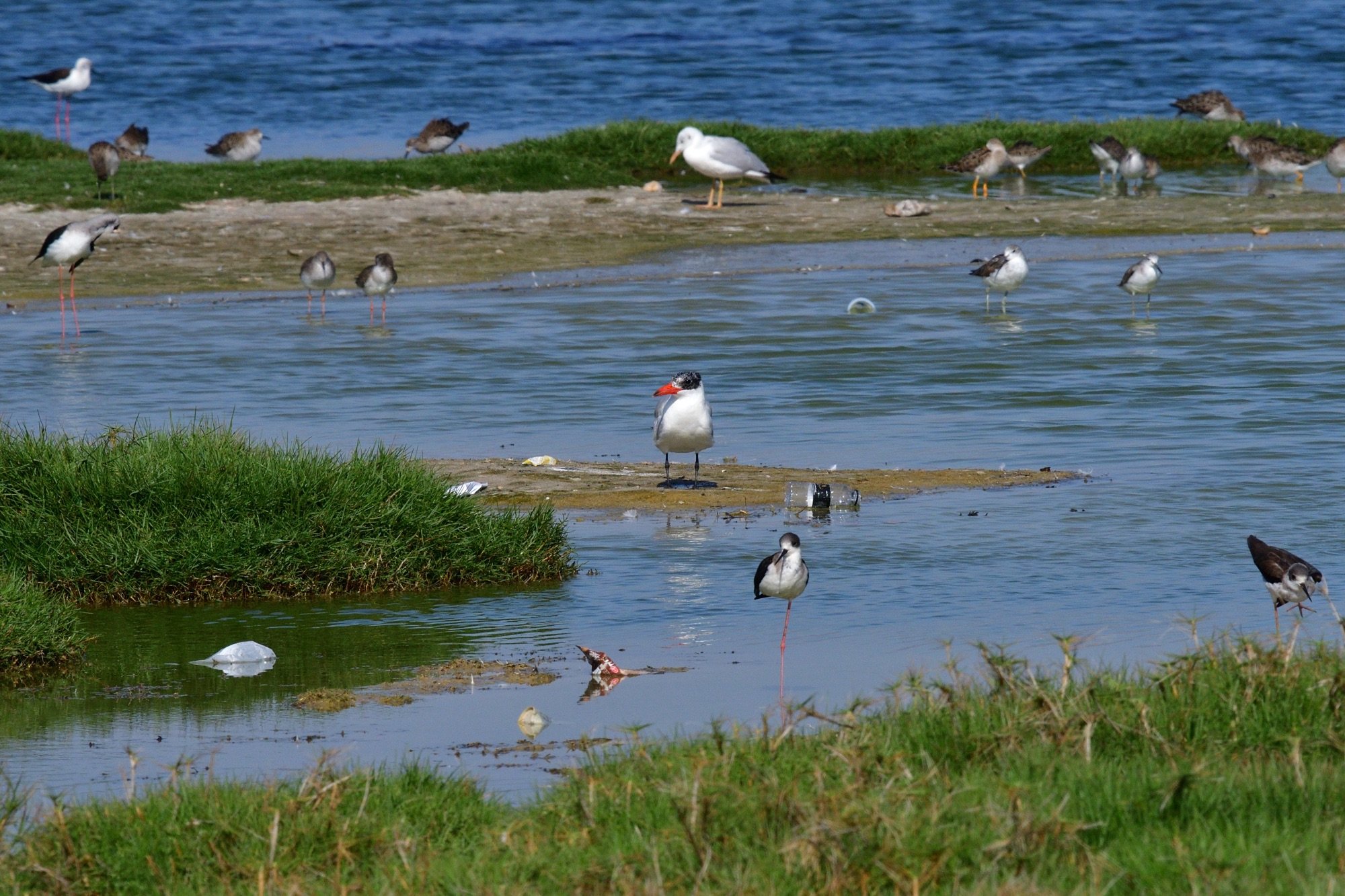 caspian tern