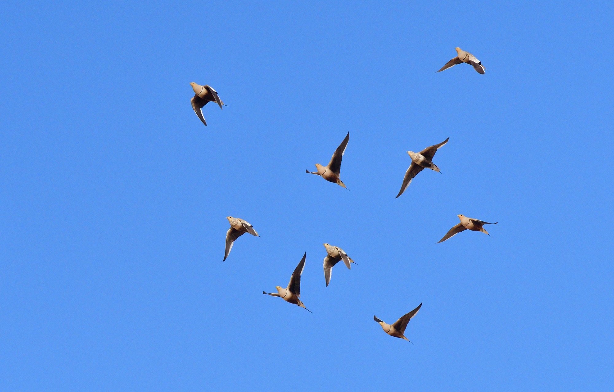 Chestnut-bellied Sandgrouse