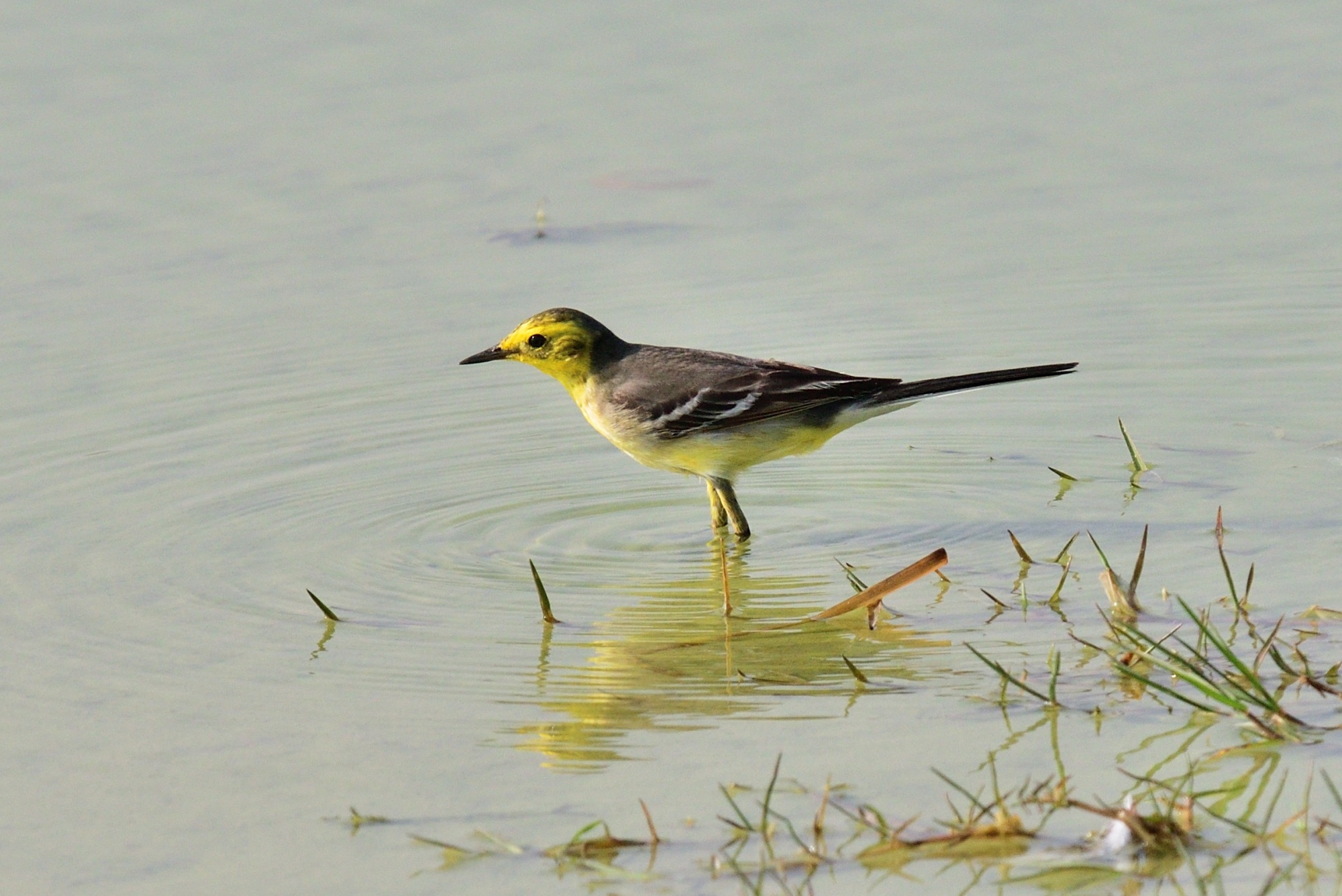 Citrine Wagtail