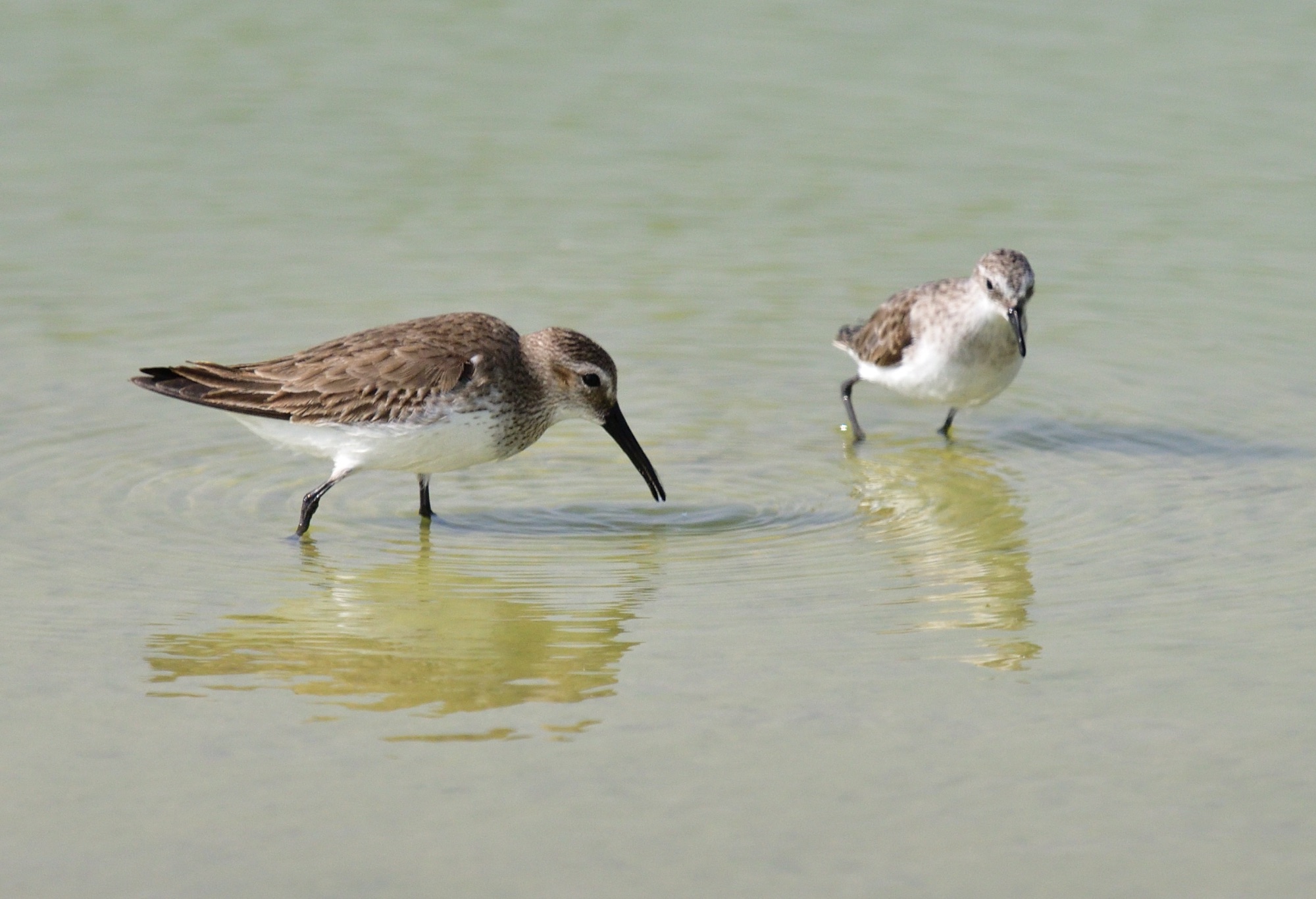 crabcurlew sandpiper