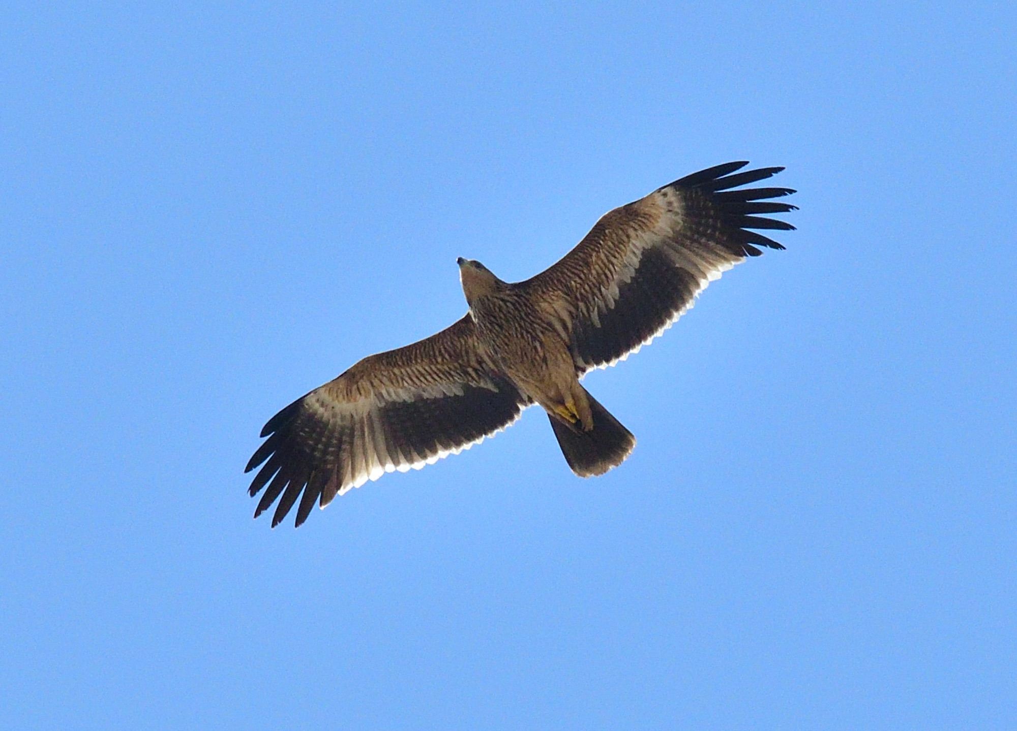 Eastern Imperial Eagle