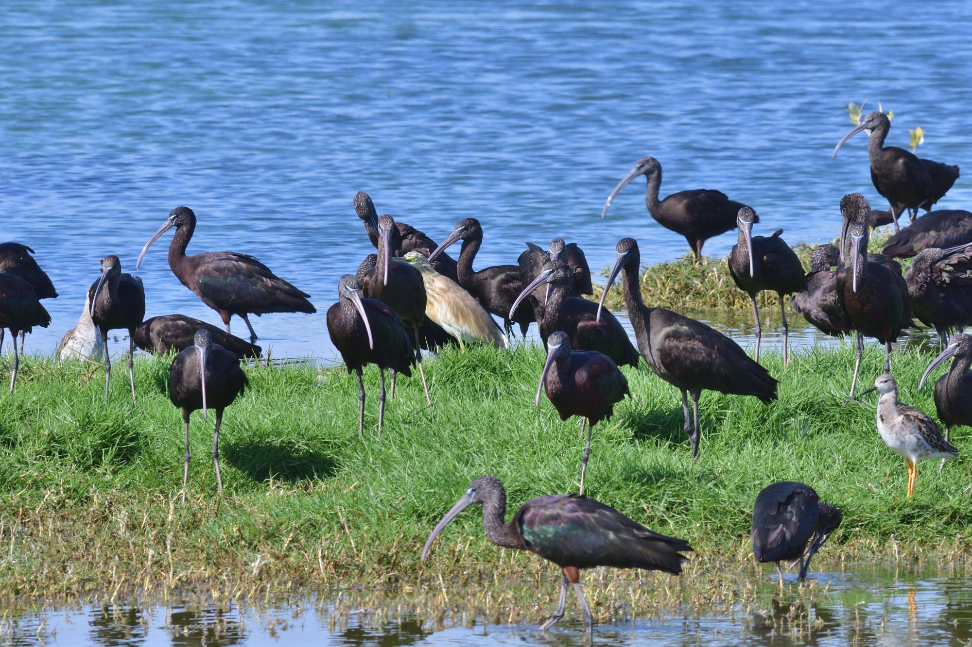 Glossy Ibis