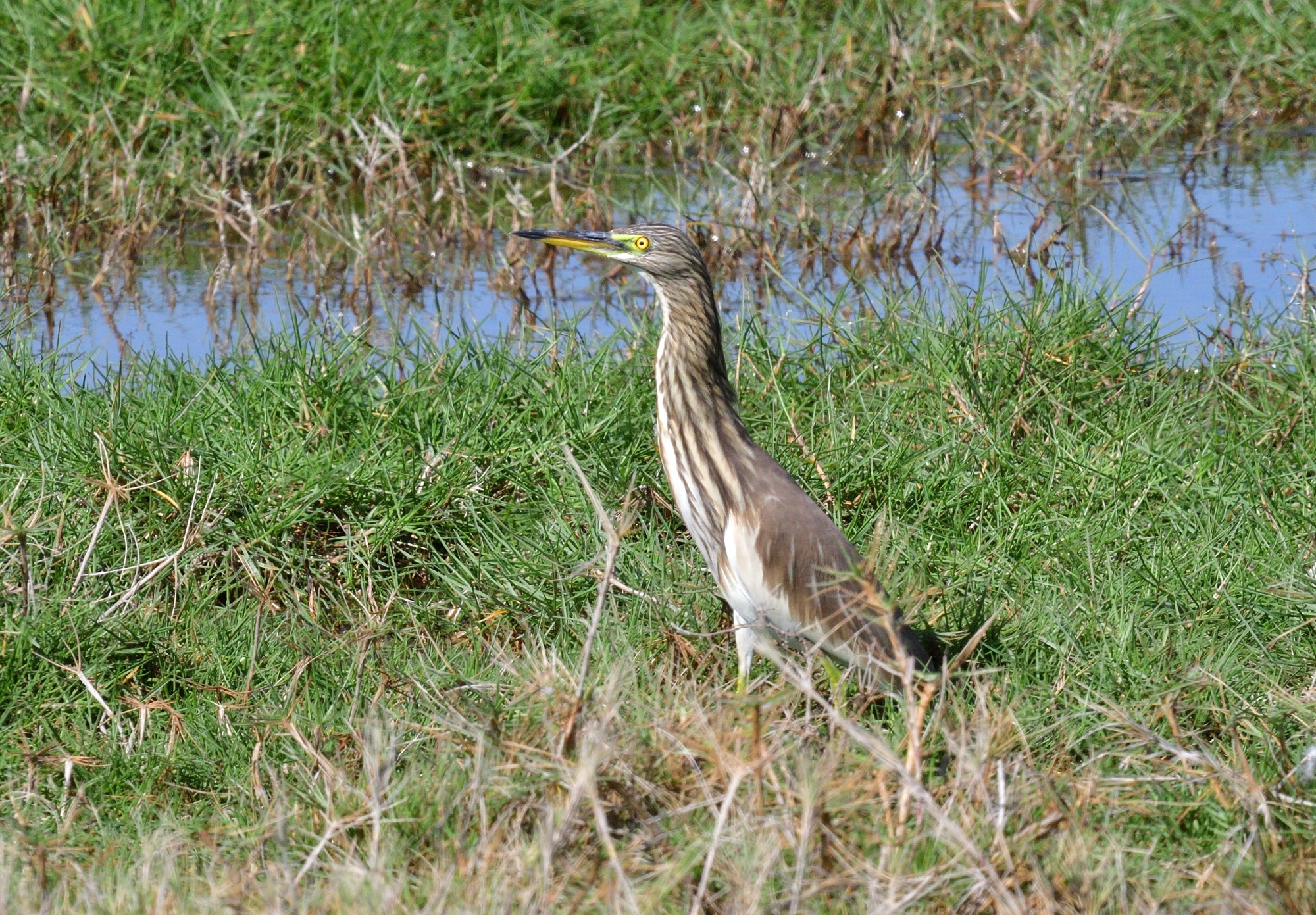 Indian Pond-Heron