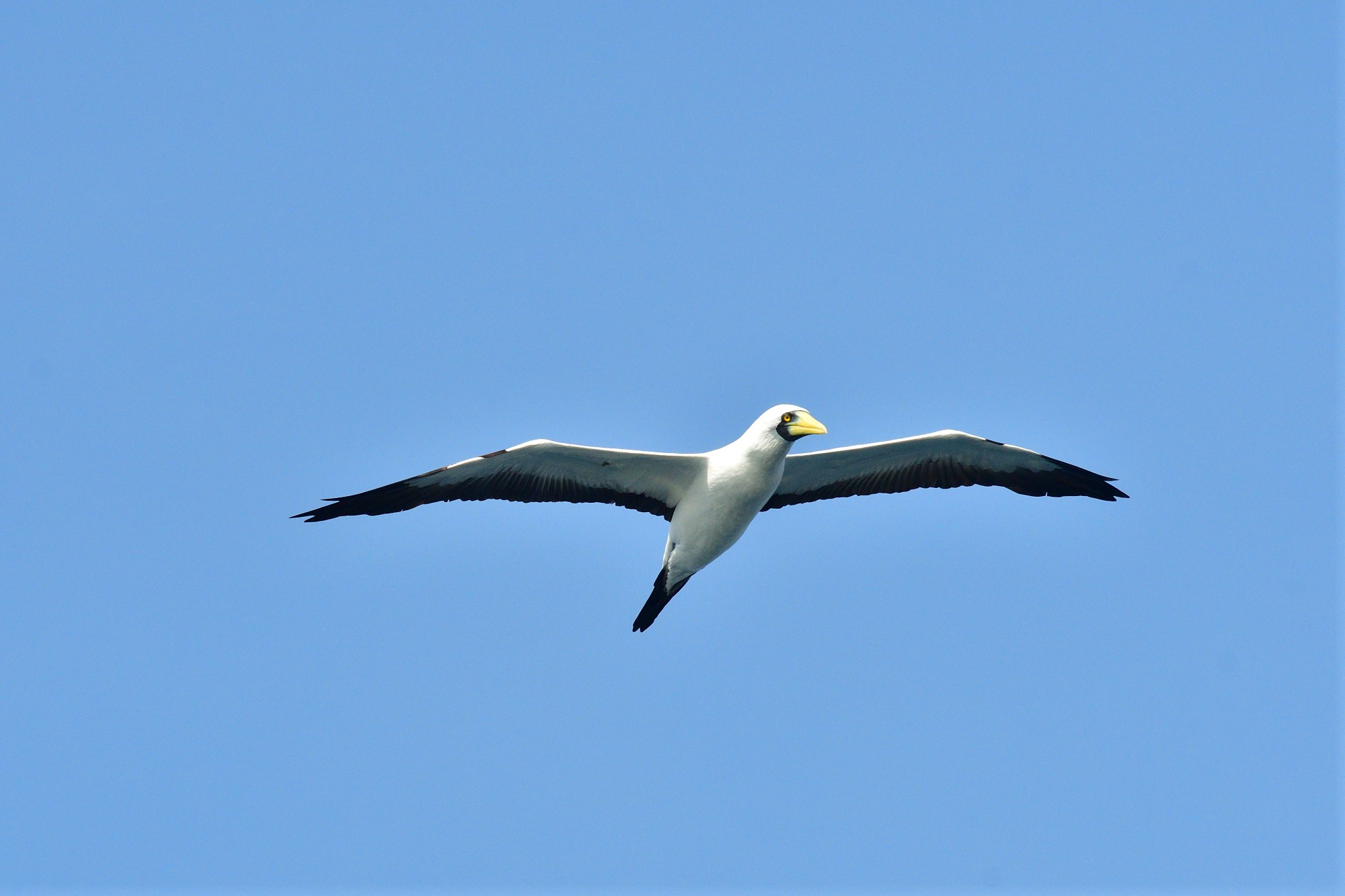 Masked Booby