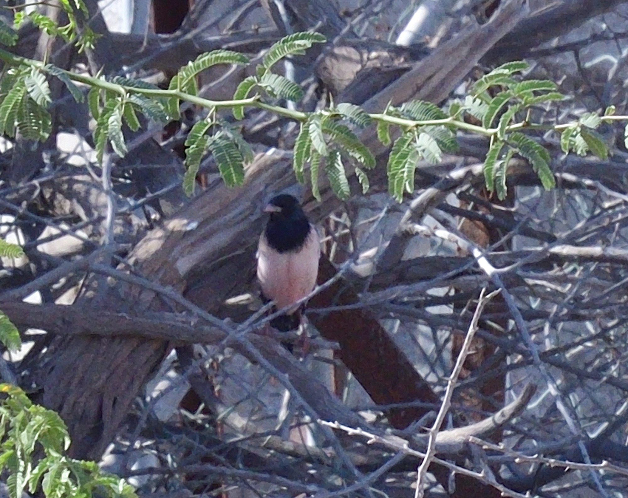 Rosy Starling