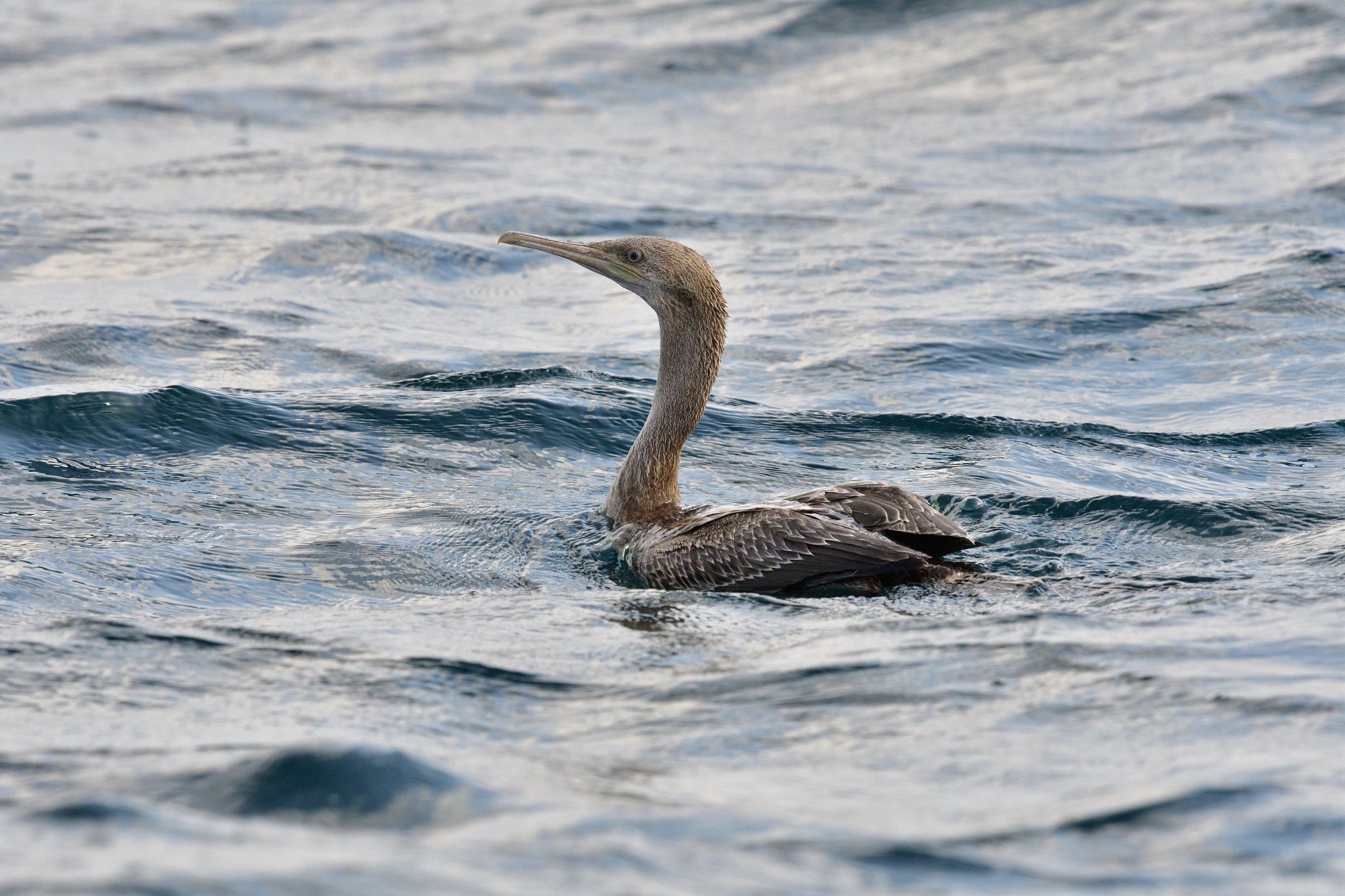 socotra cormorant