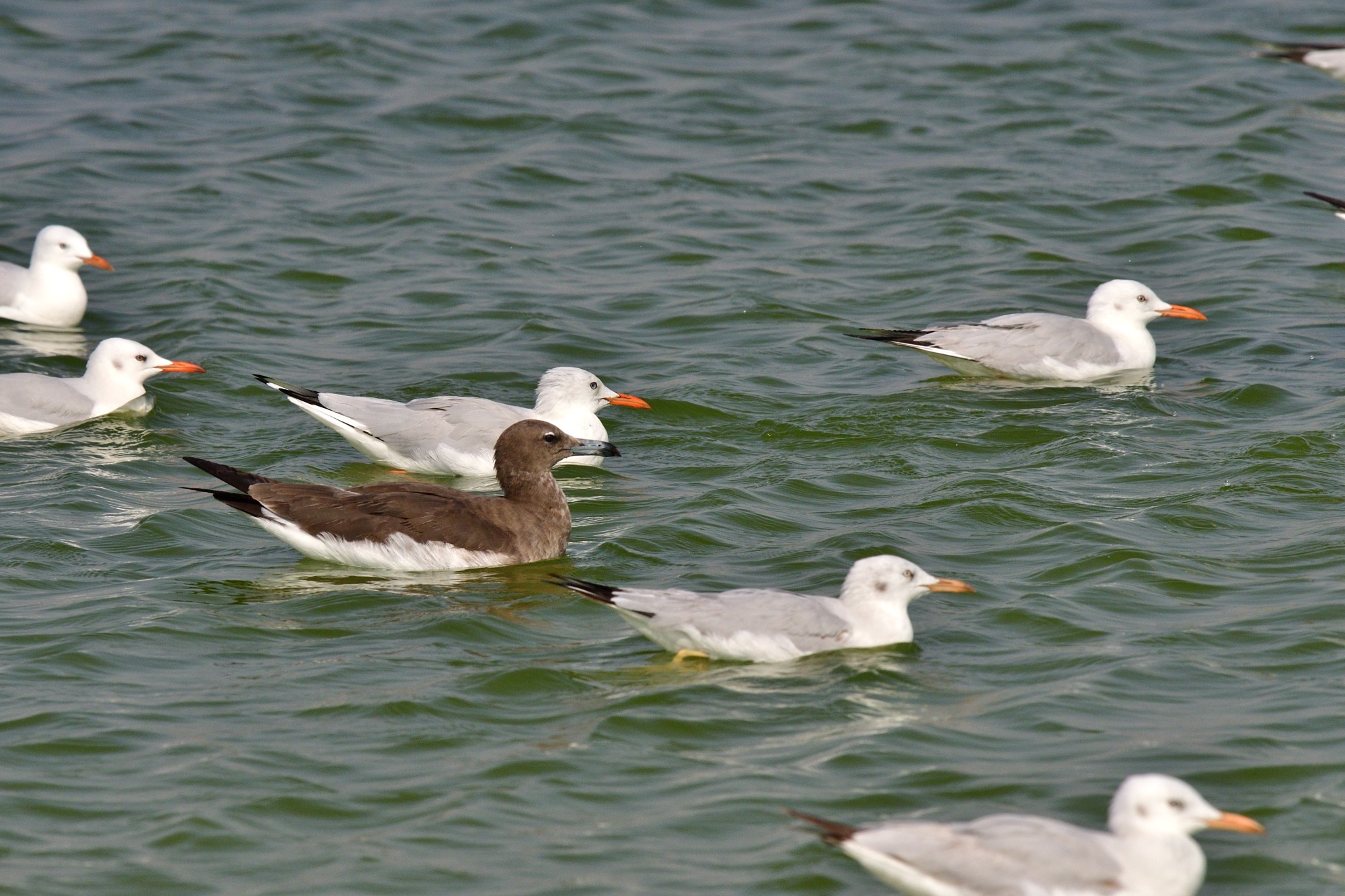 sooty gull