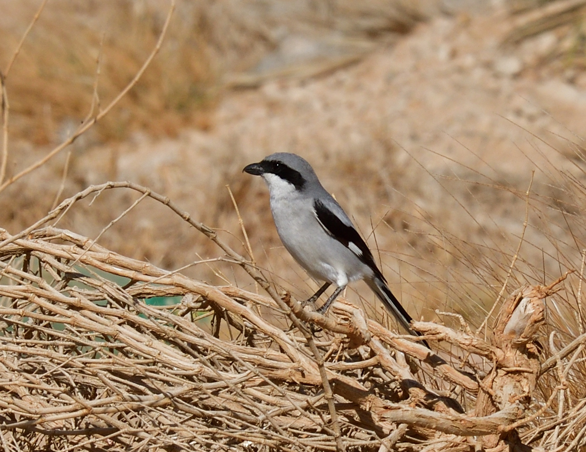 Southern Grey Shrike