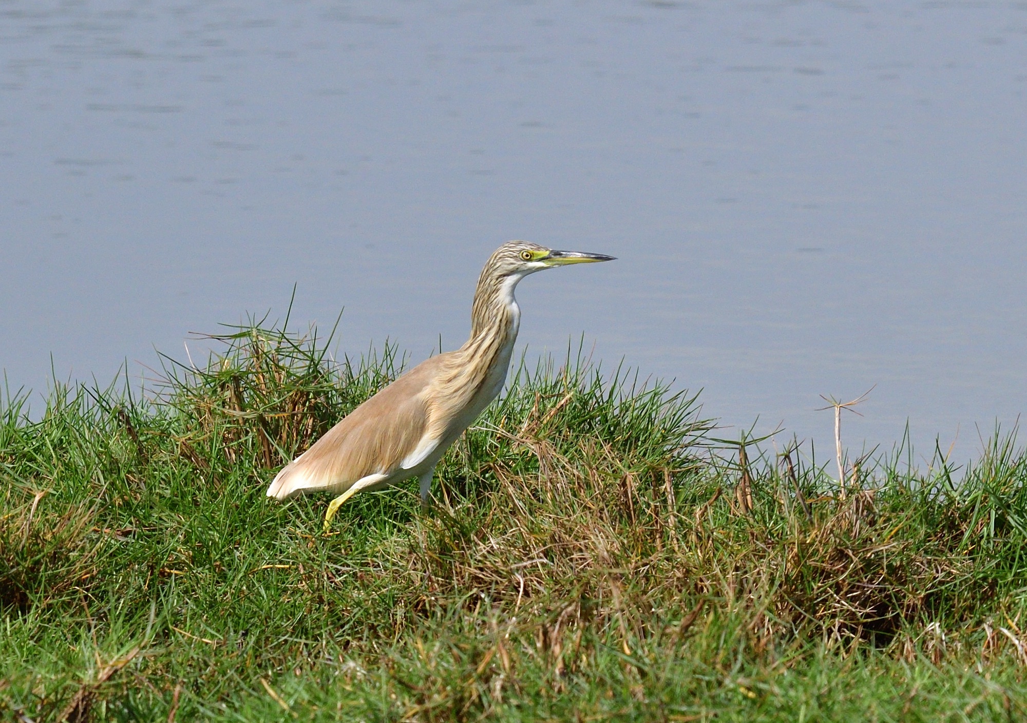 Squacco Heron