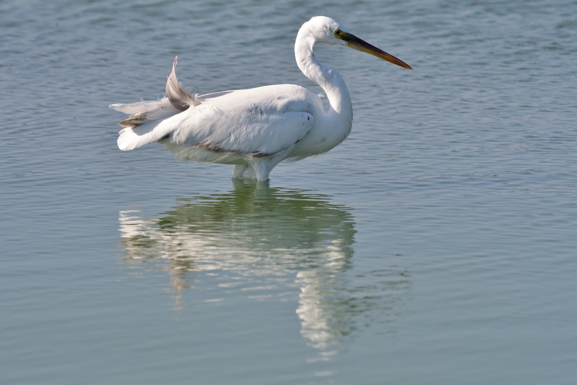 western reef heron