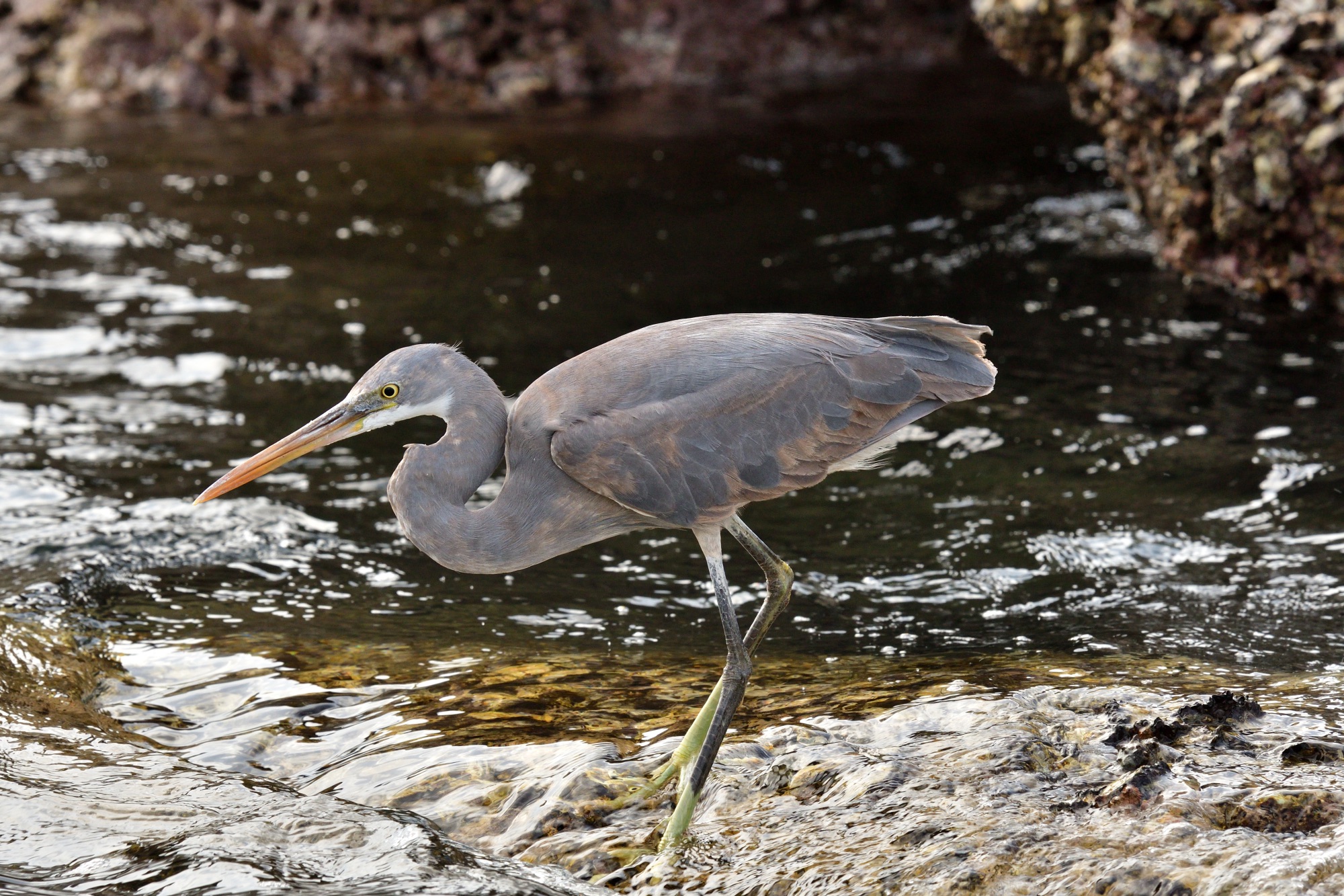 Western reef heron