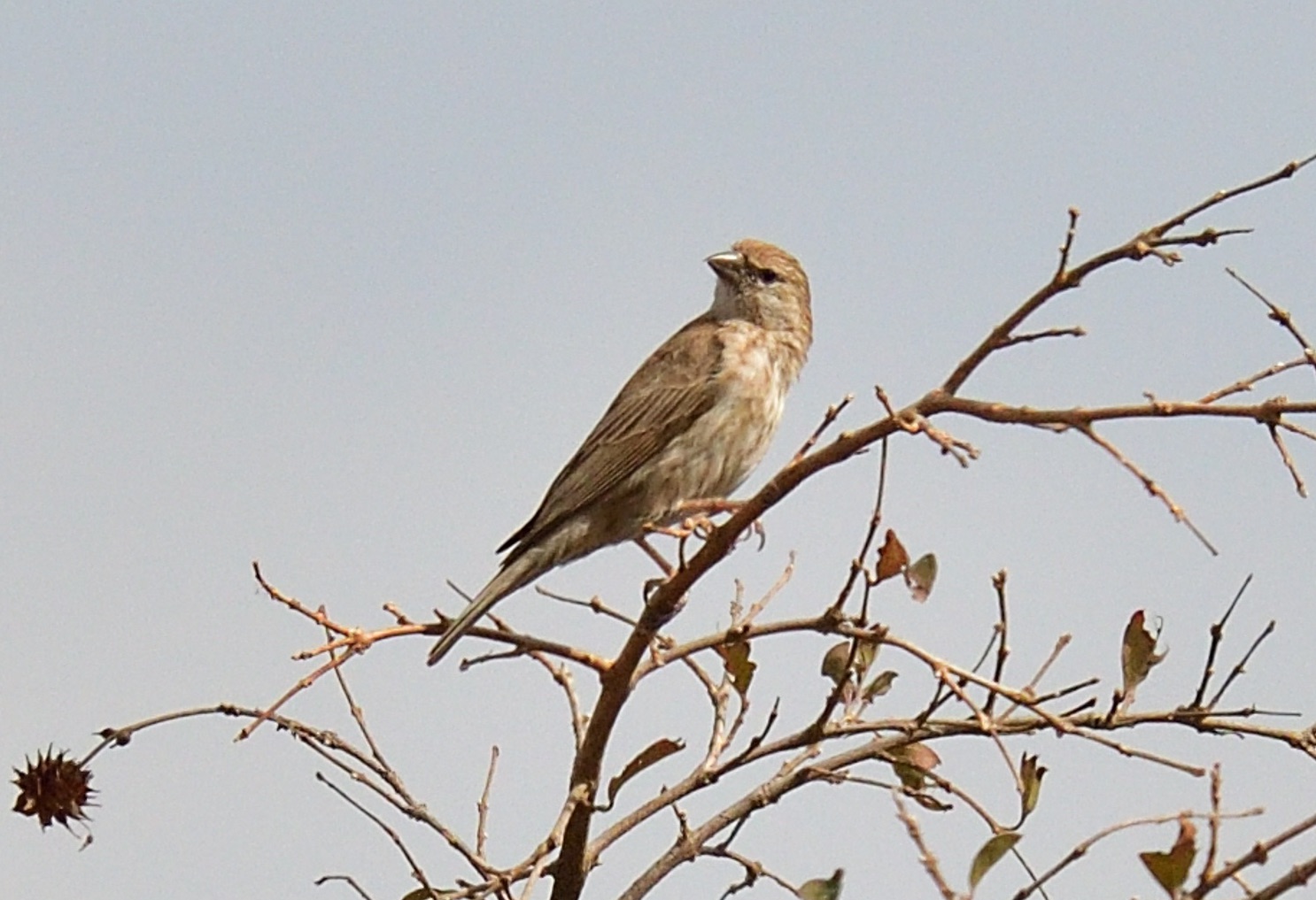 Yemen Serin