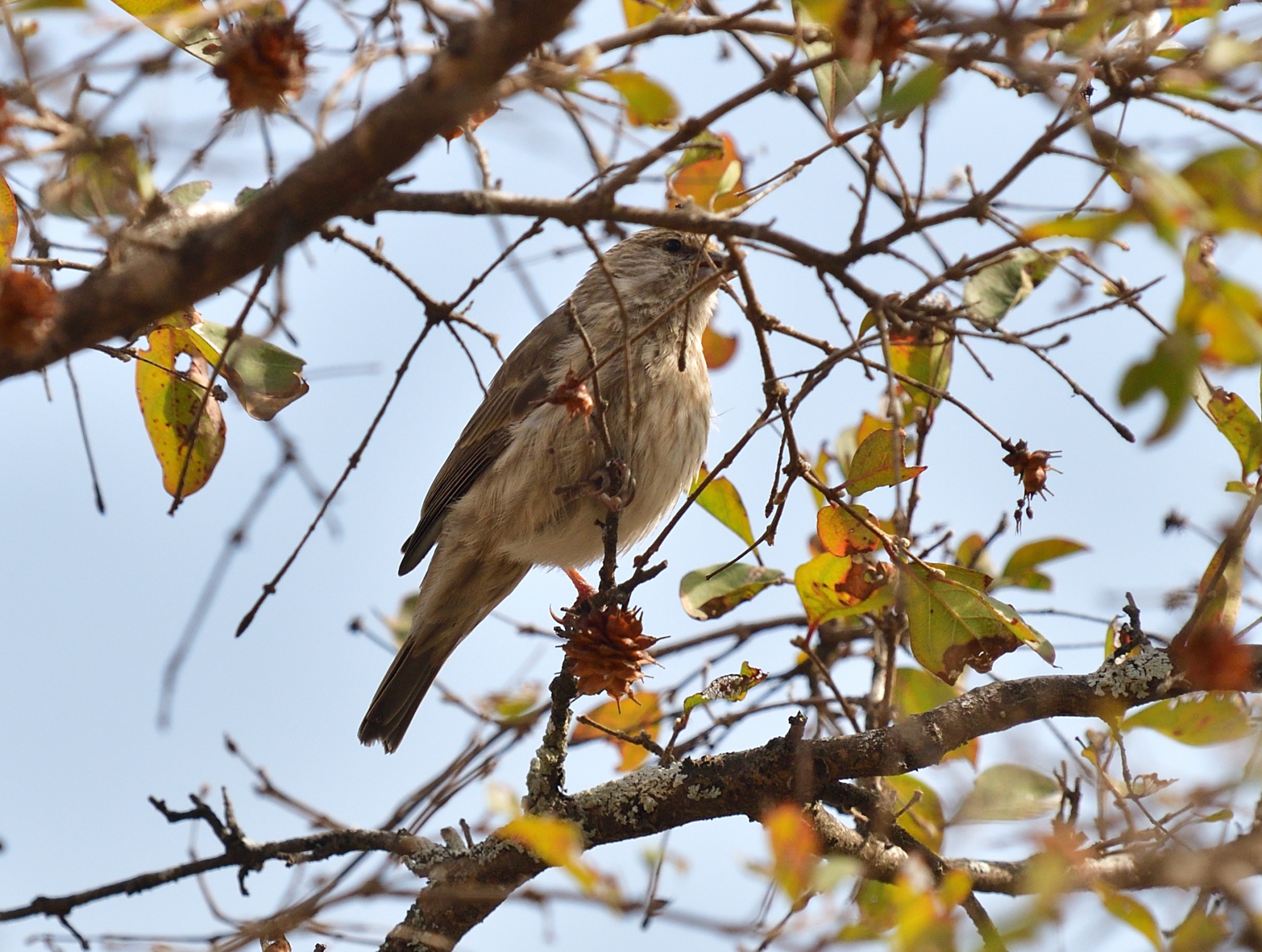 Yemen Serin