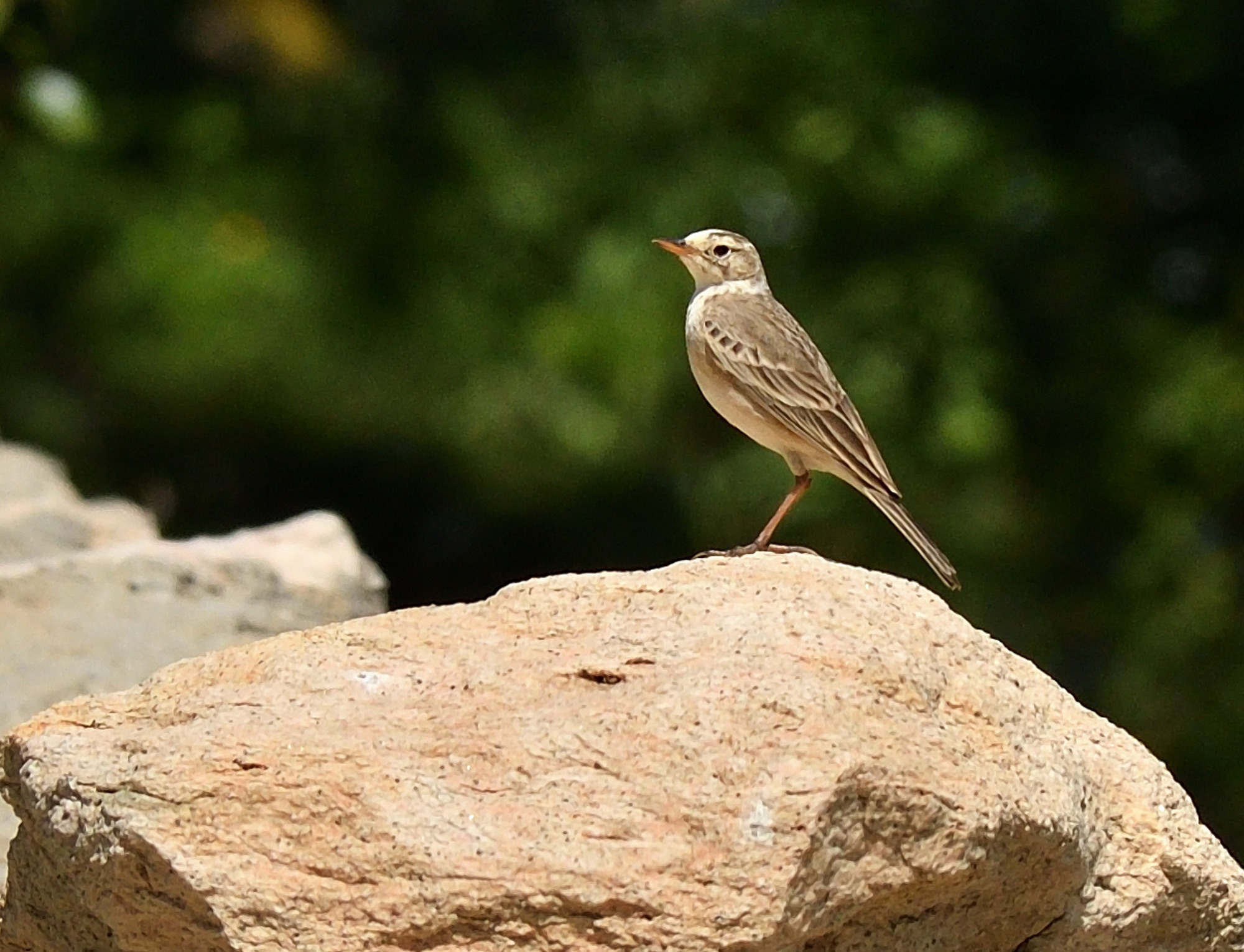 African Pipit