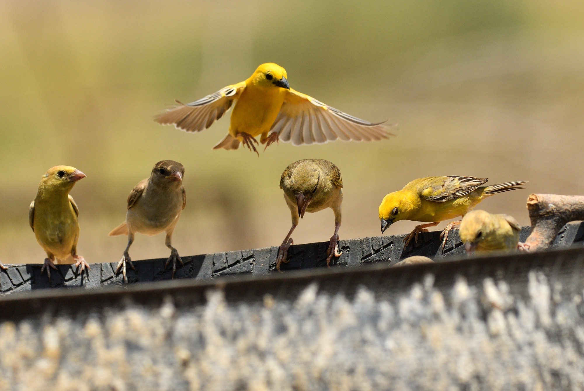 arabian golden sparrow