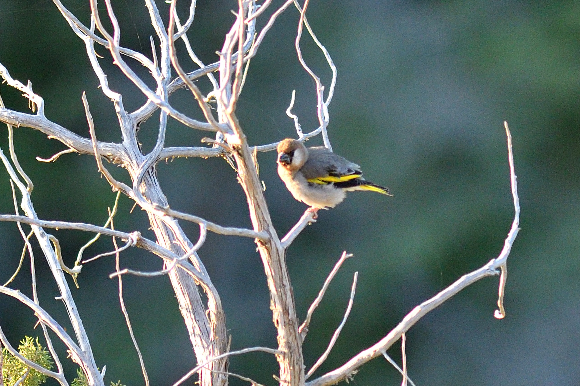 Arabian Grosbeak