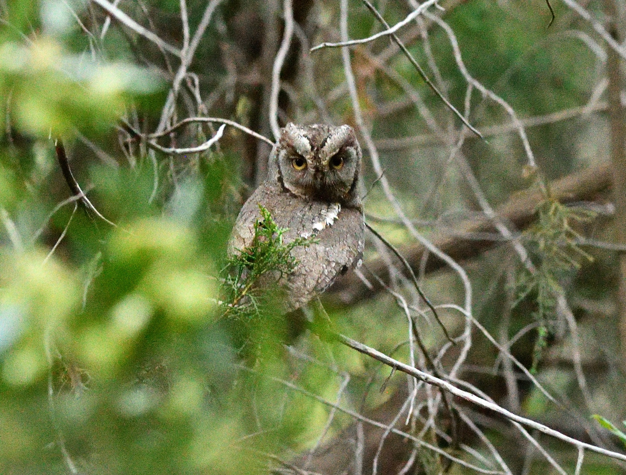 Arabian Scops Owl