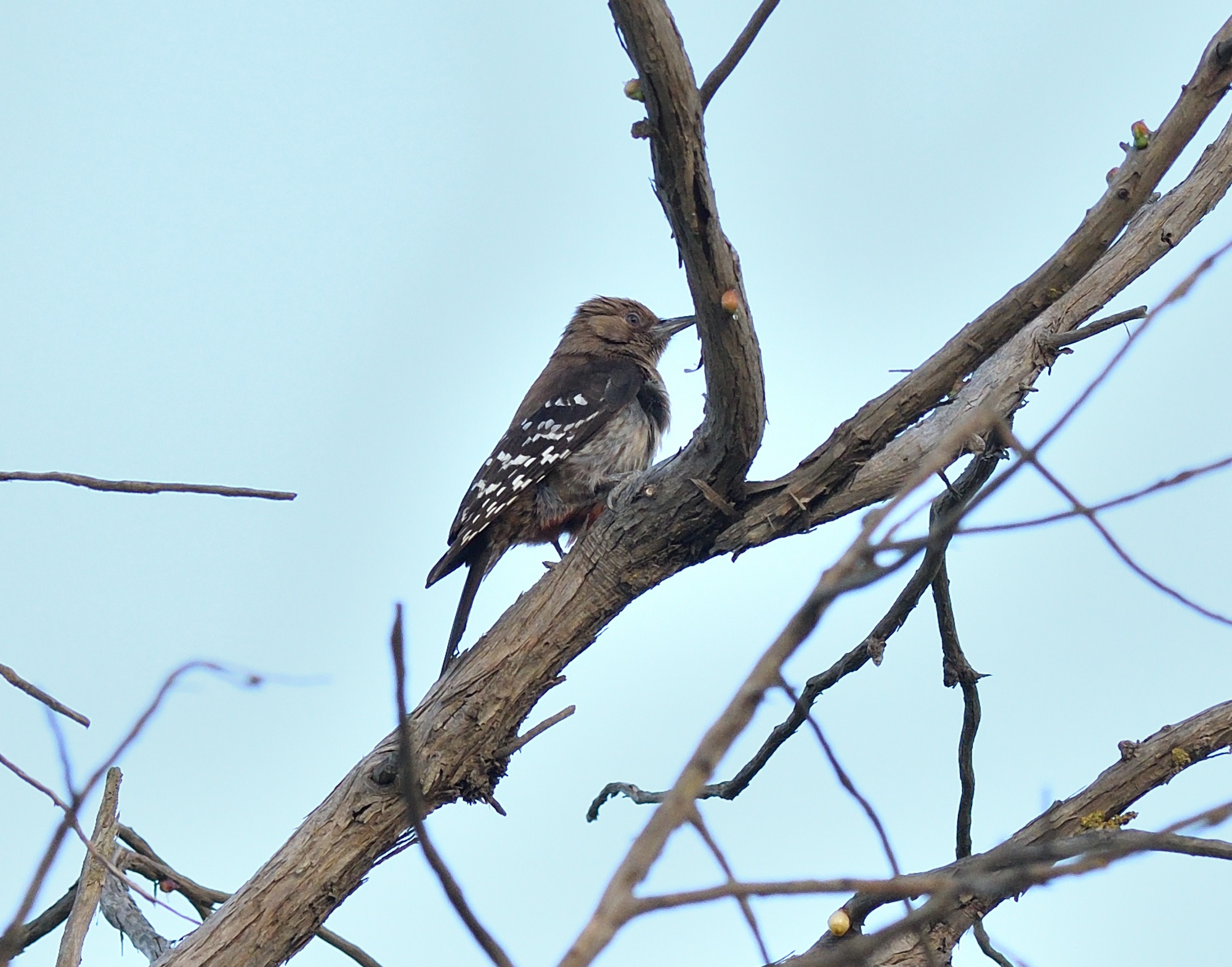 Arabian Woodpecker
