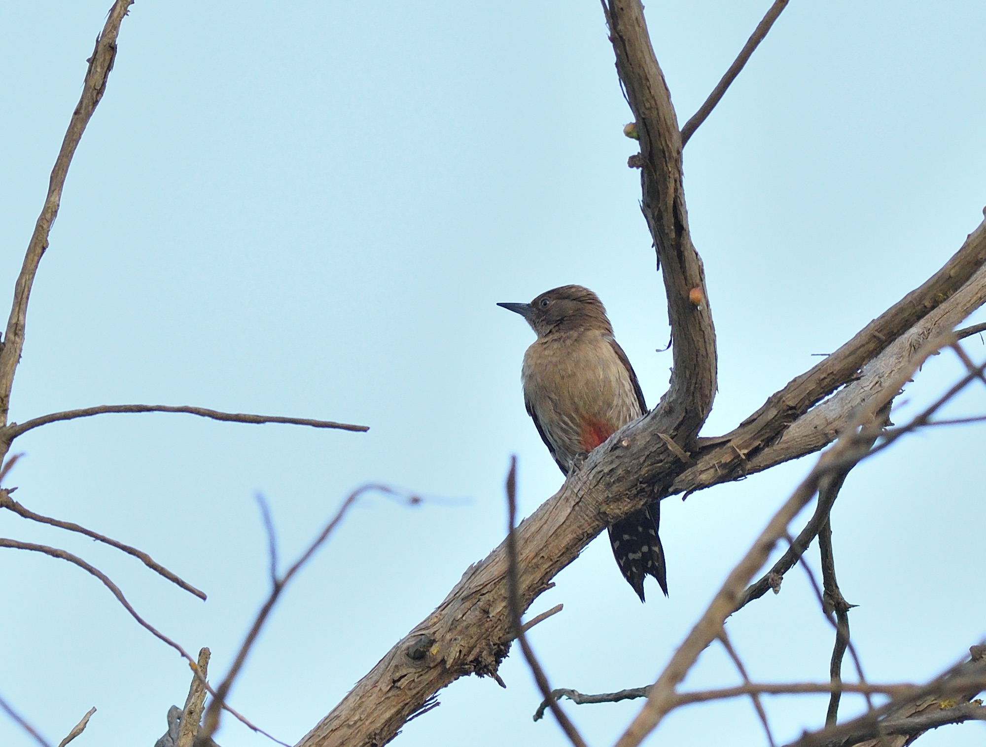 Arabian Woodpecker