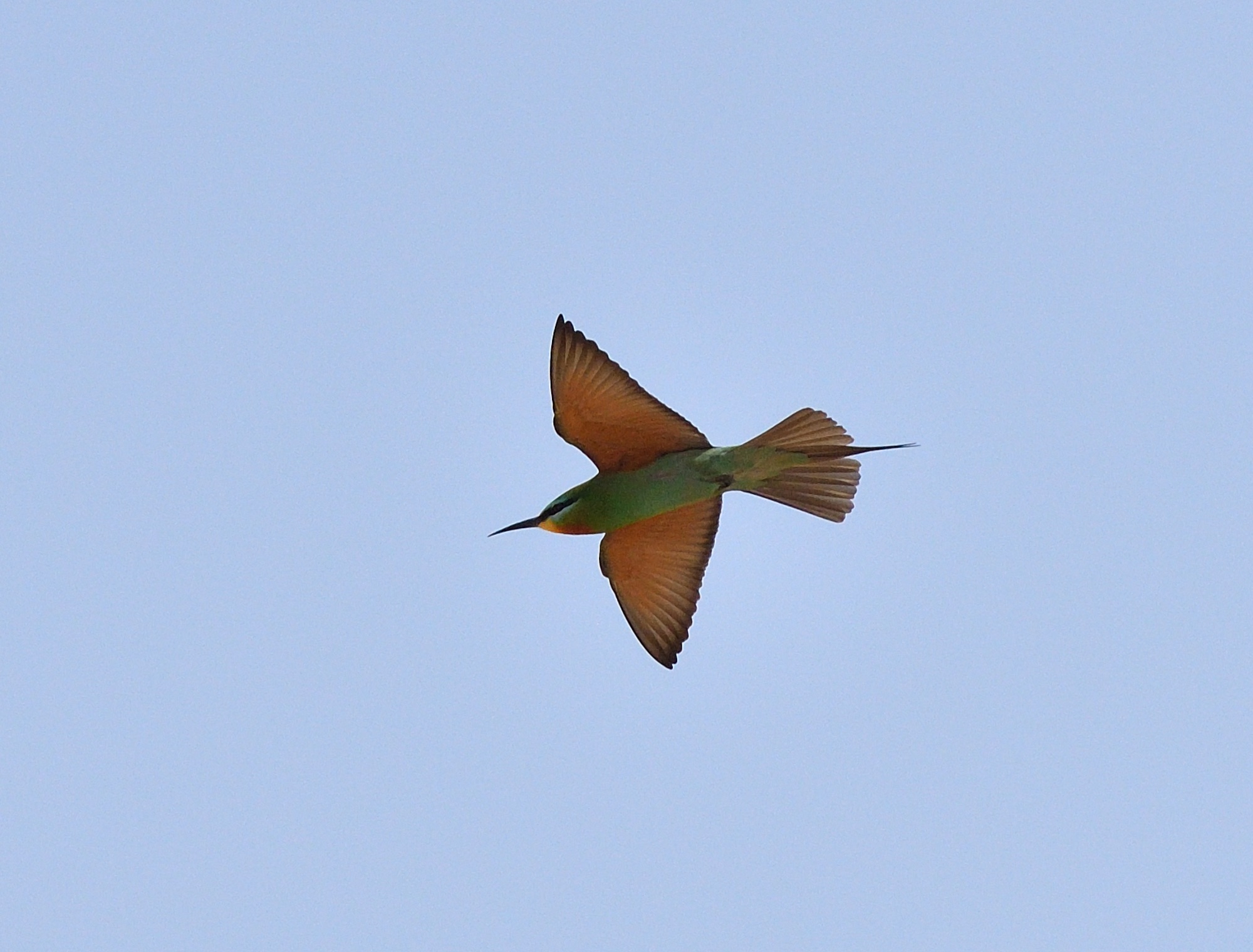 blue-cheeked bee-eater