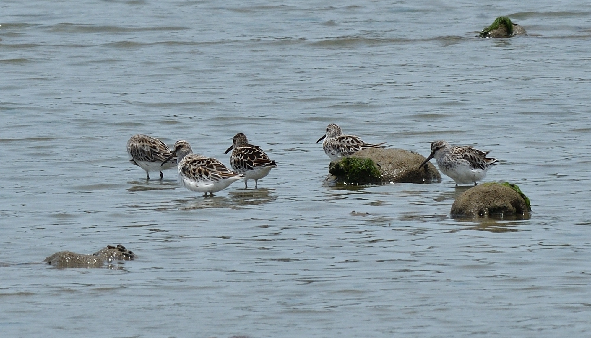 broad-billed sandpipers