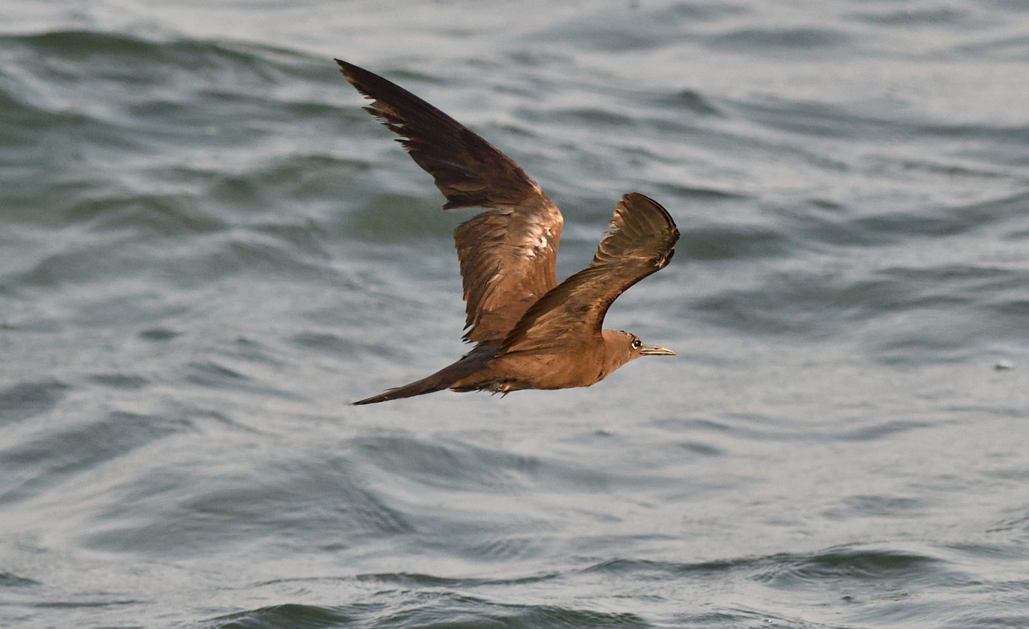 common noddy