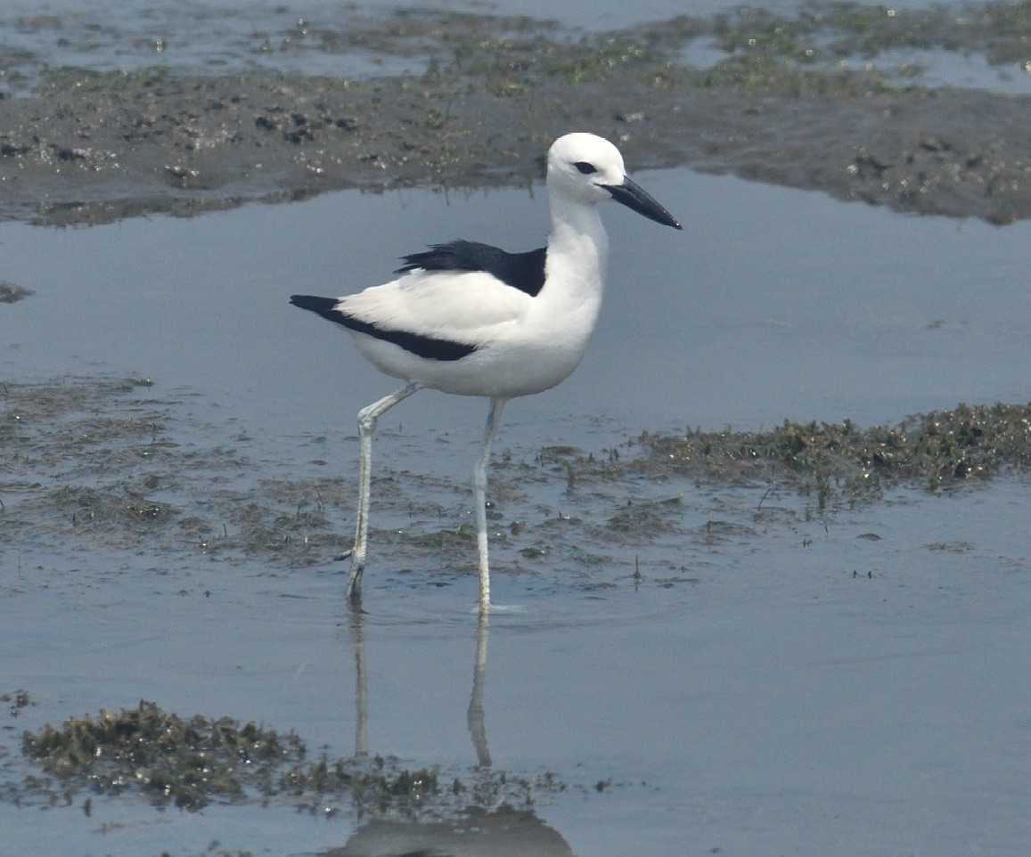 crab-plover