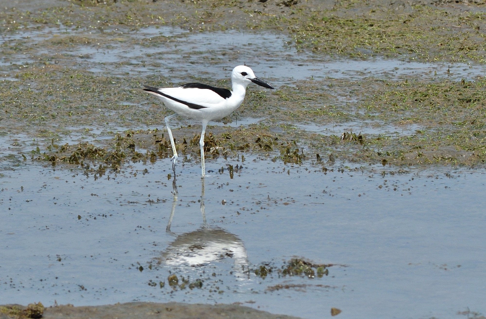 crab plover