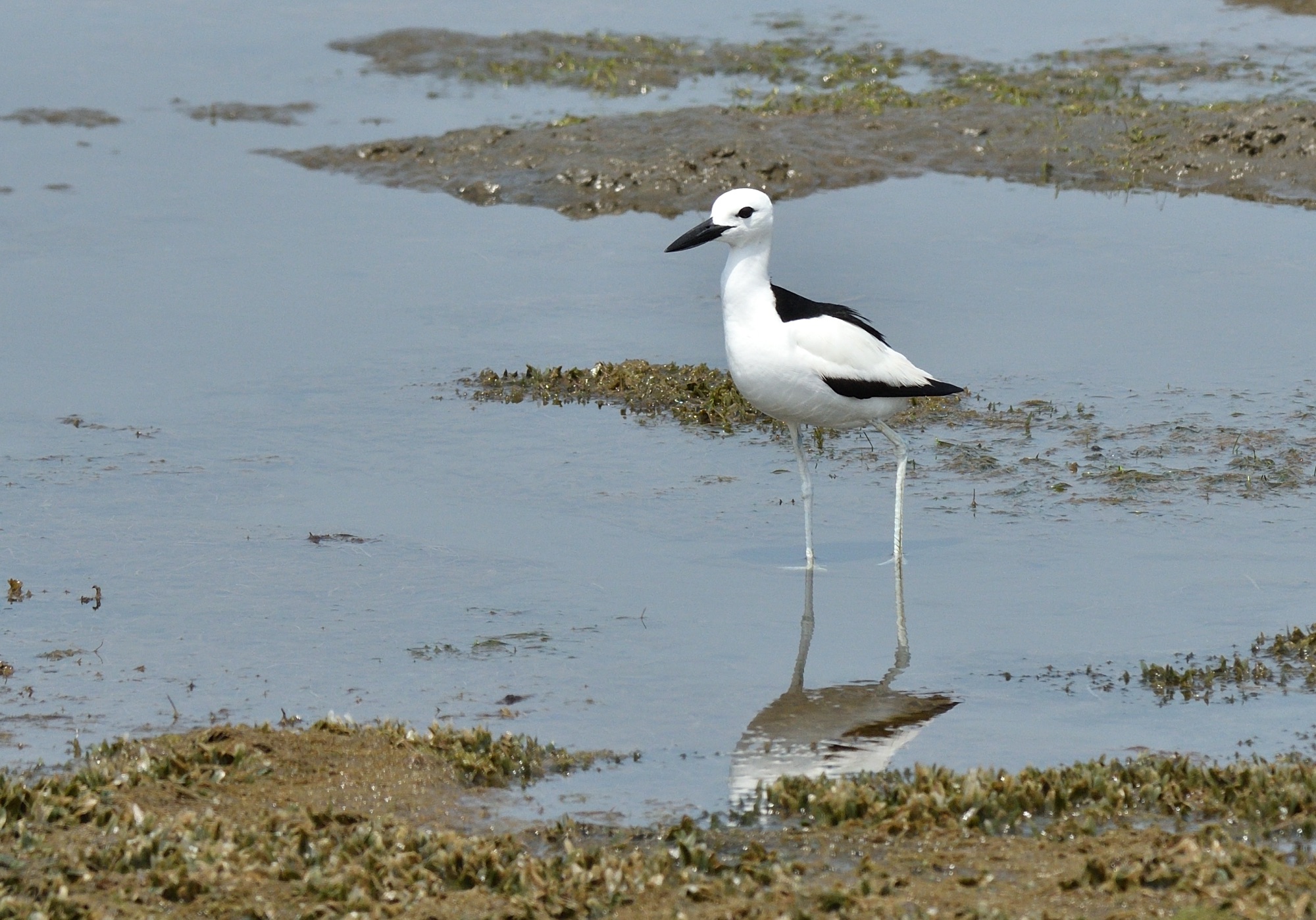 Crab-Plover