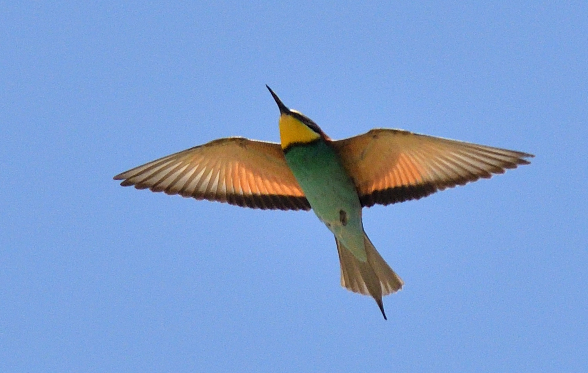 European bee-eater