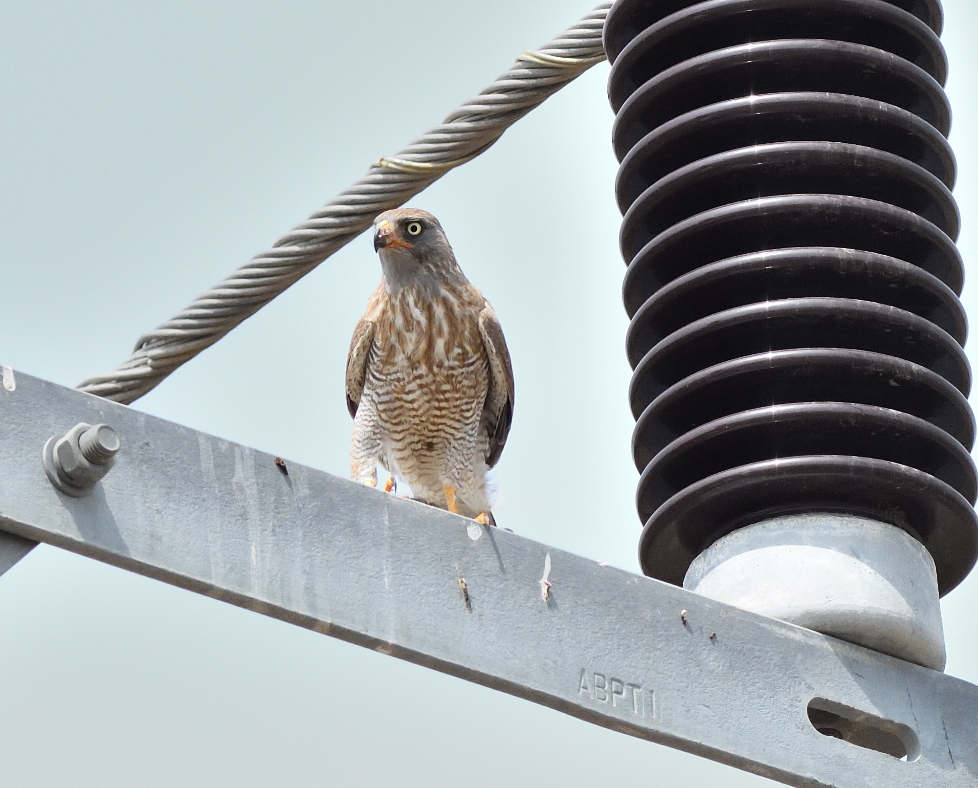 Gabar Goshawk