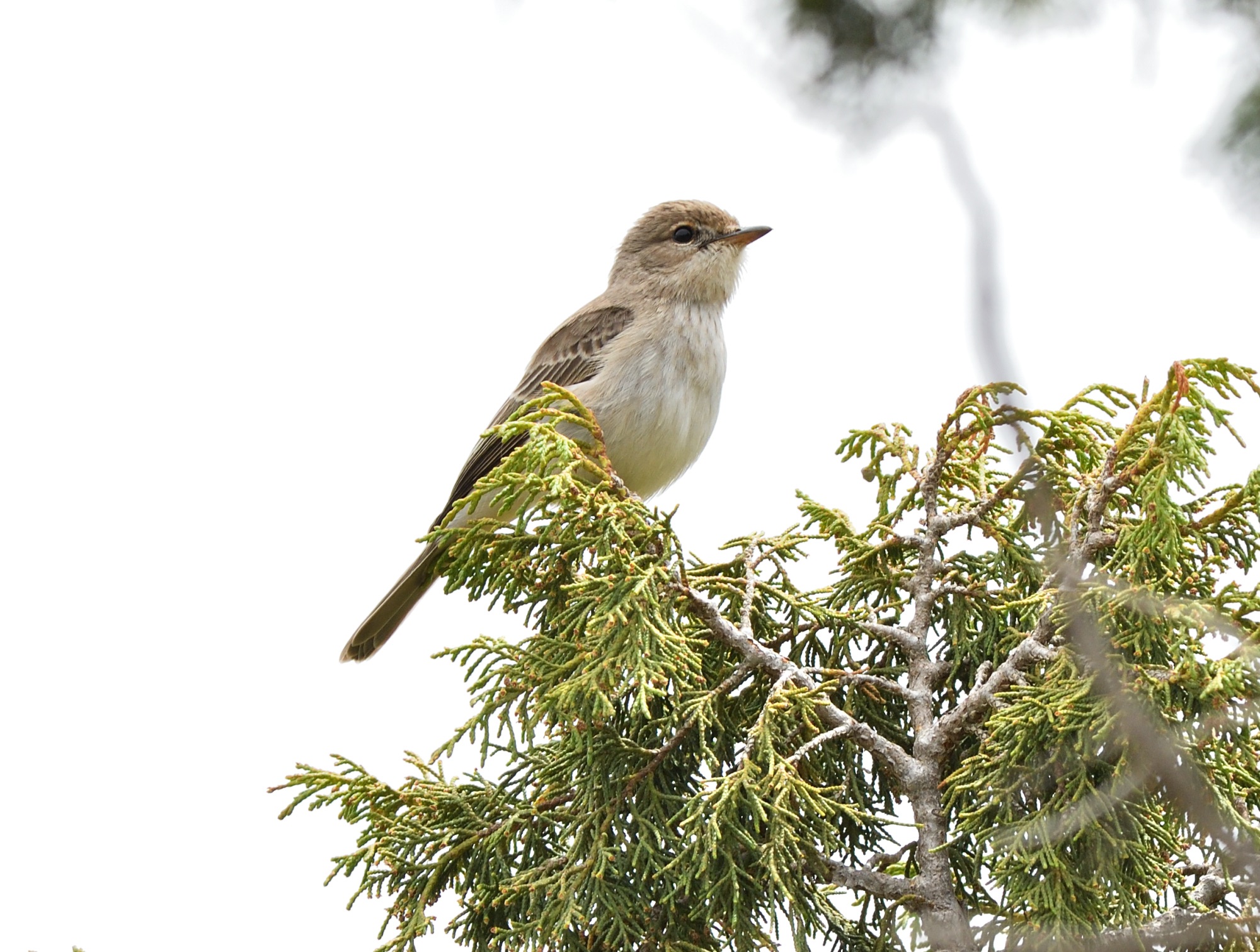 Gambaga Flycatcher