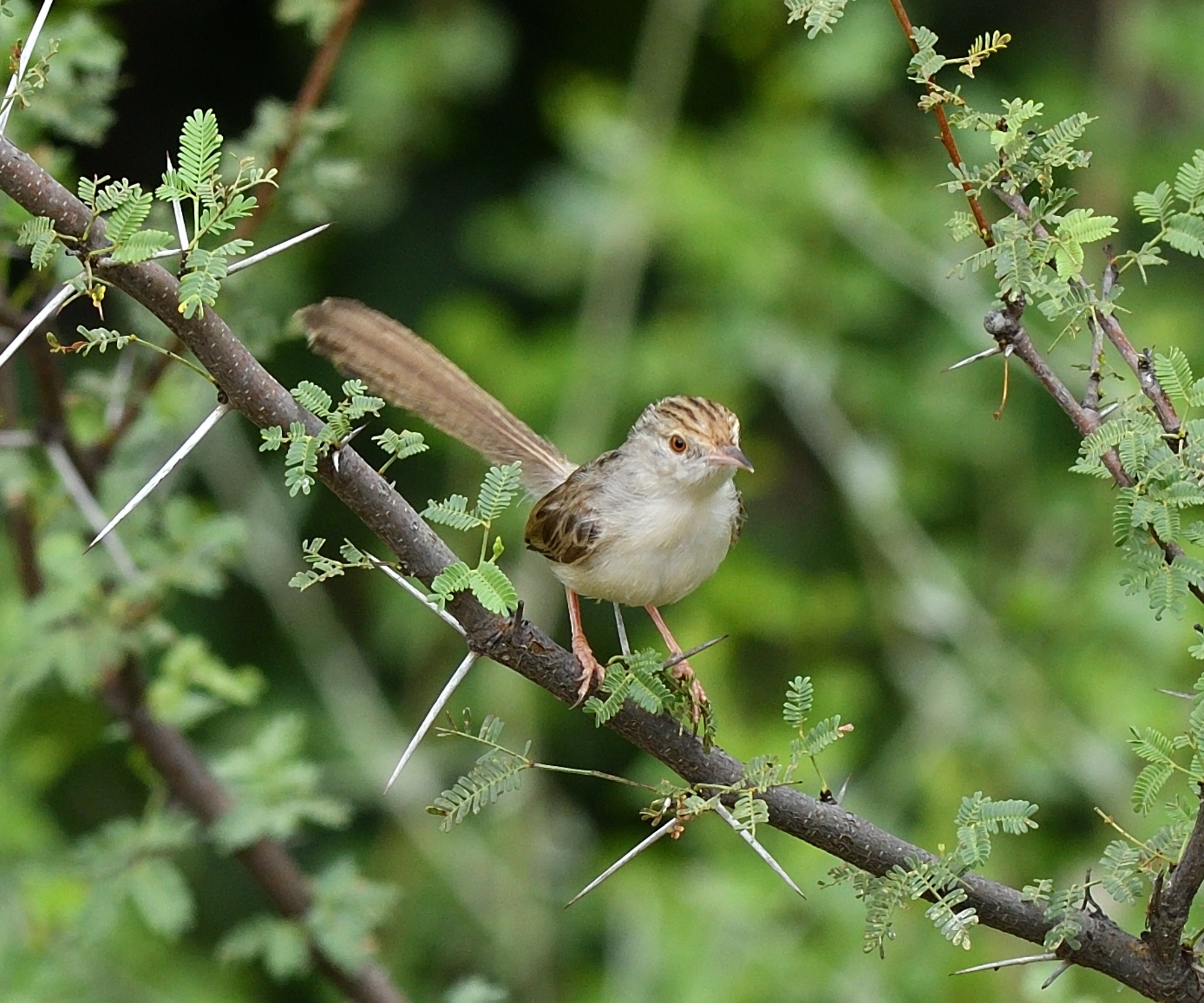 graceful prinia