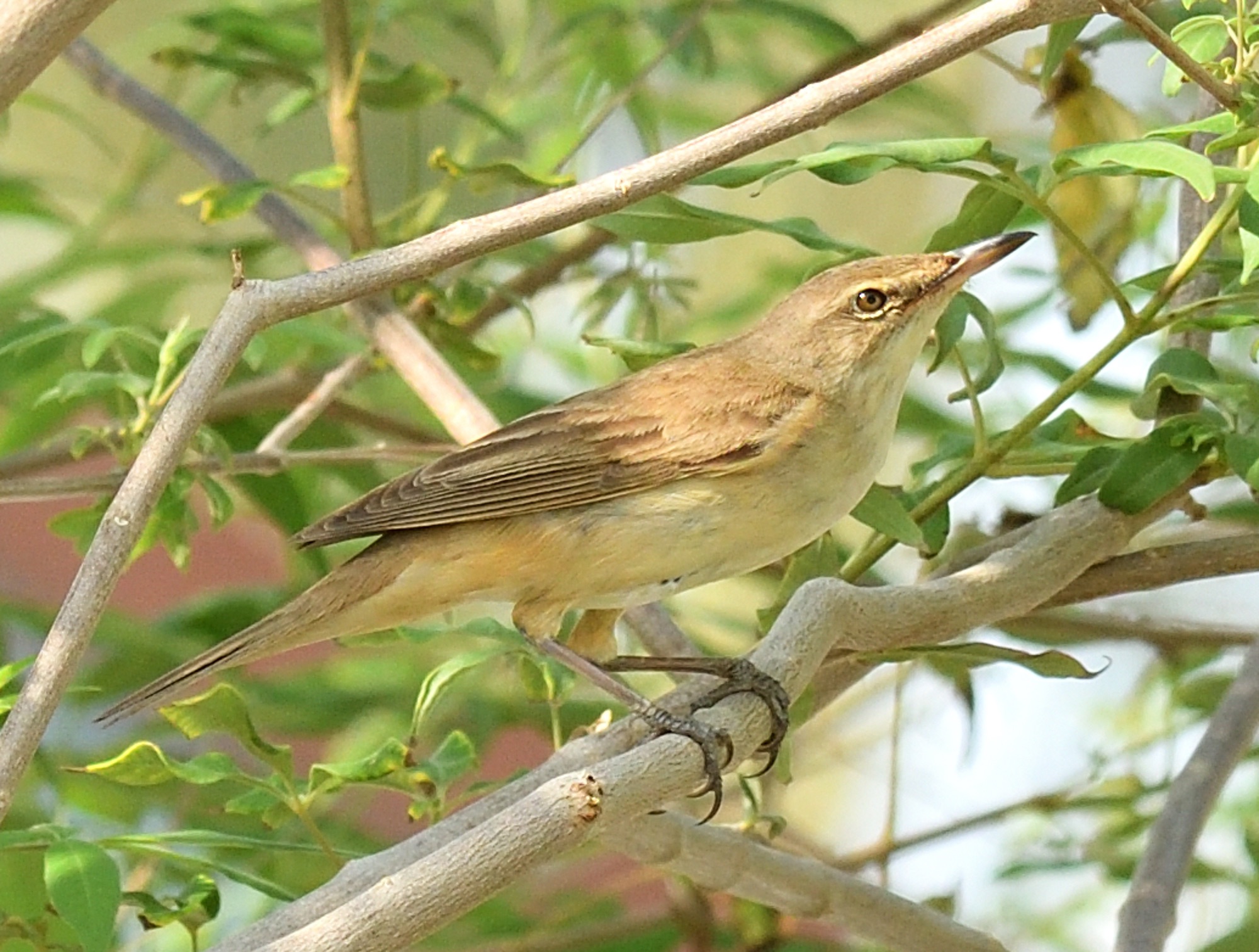 Great reed Warbler