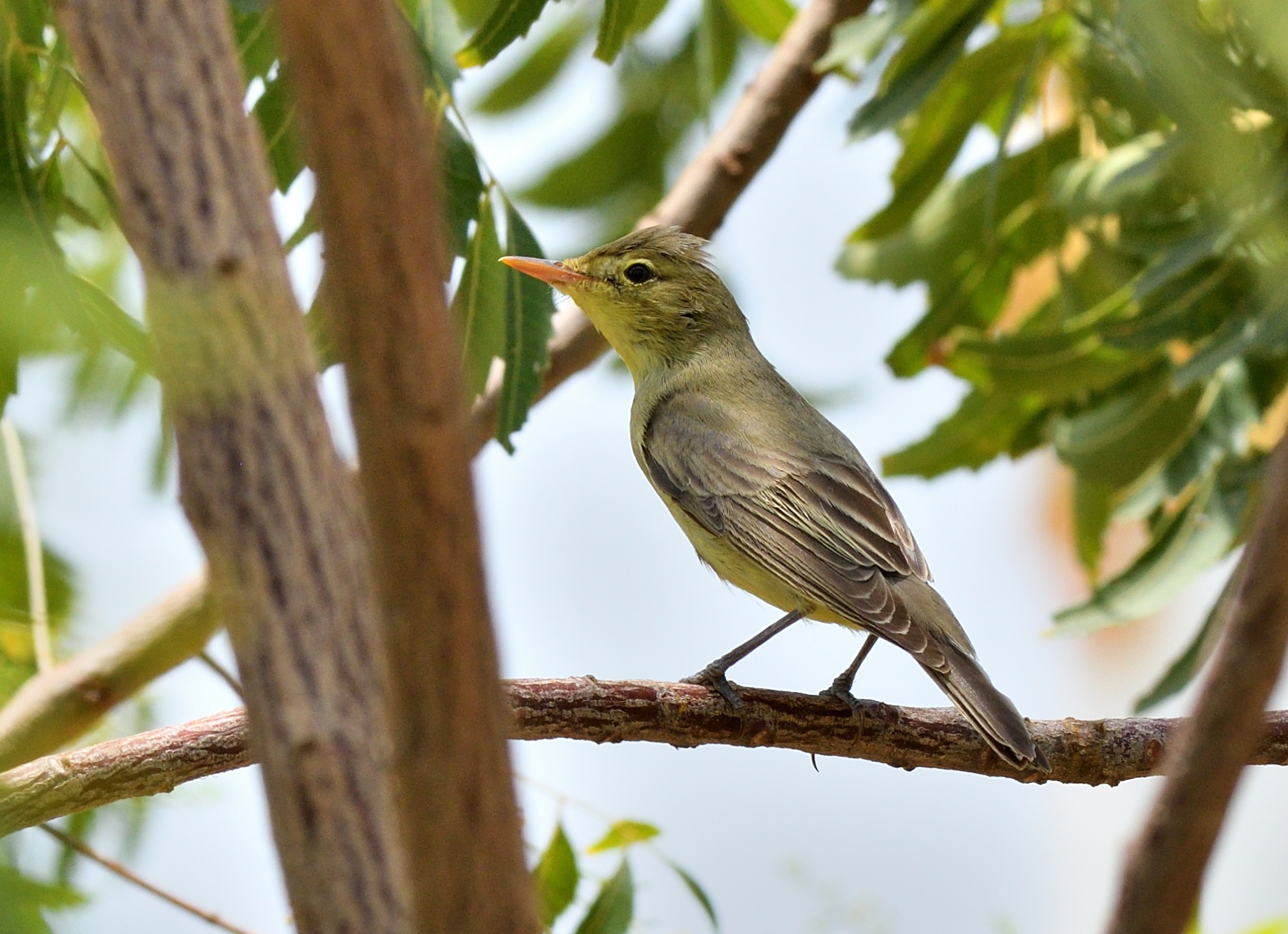 Icterine Warbler