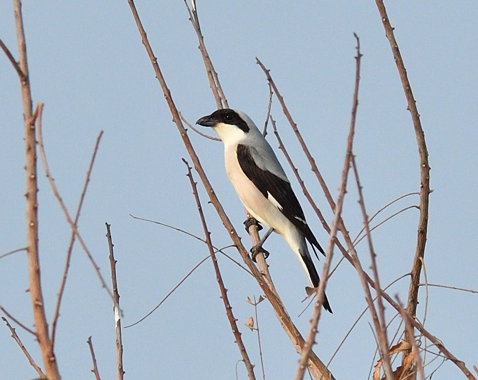 Lesser Grey Shrike