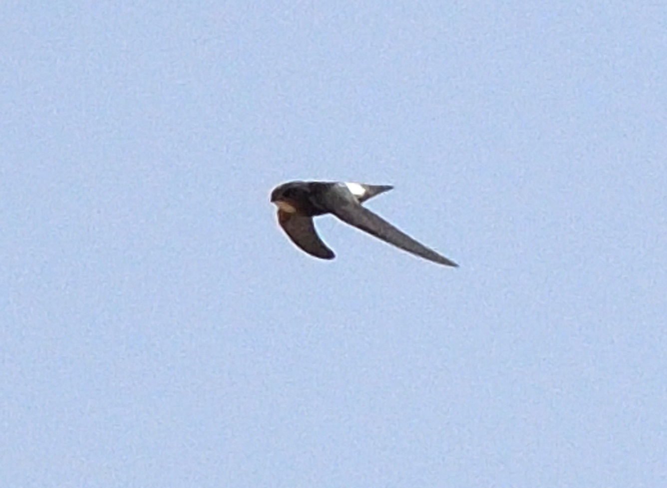 Little Swift